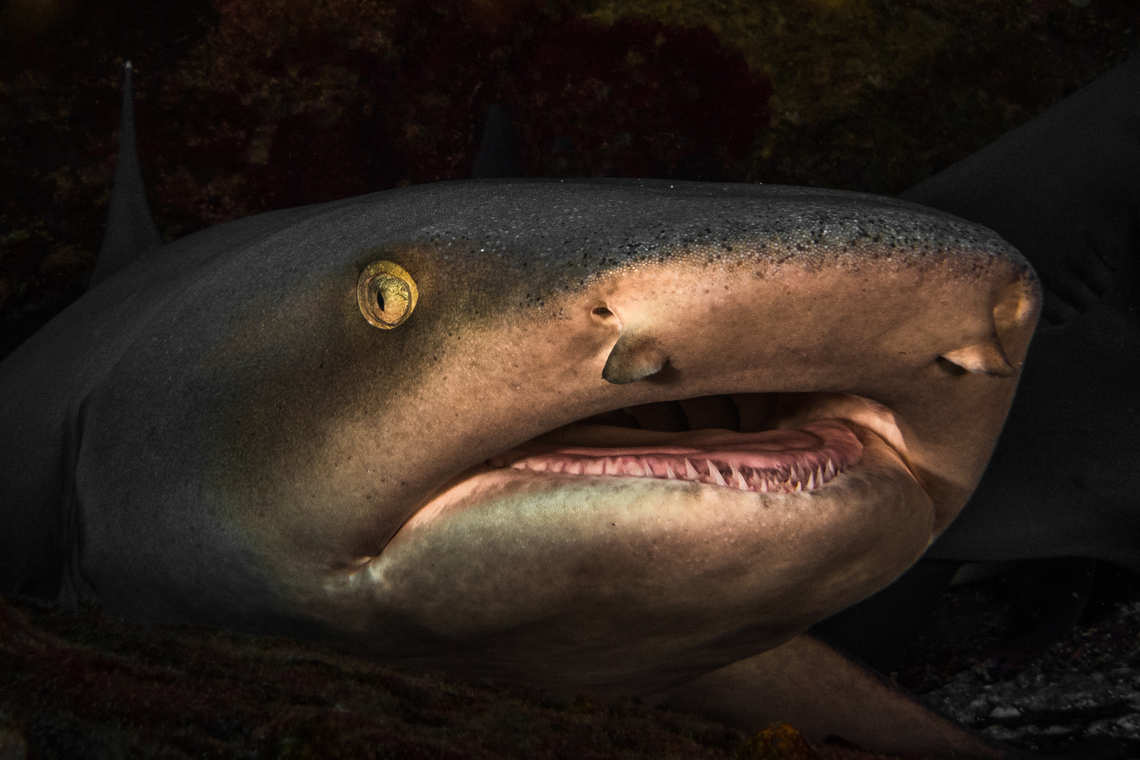 White-tipped shark