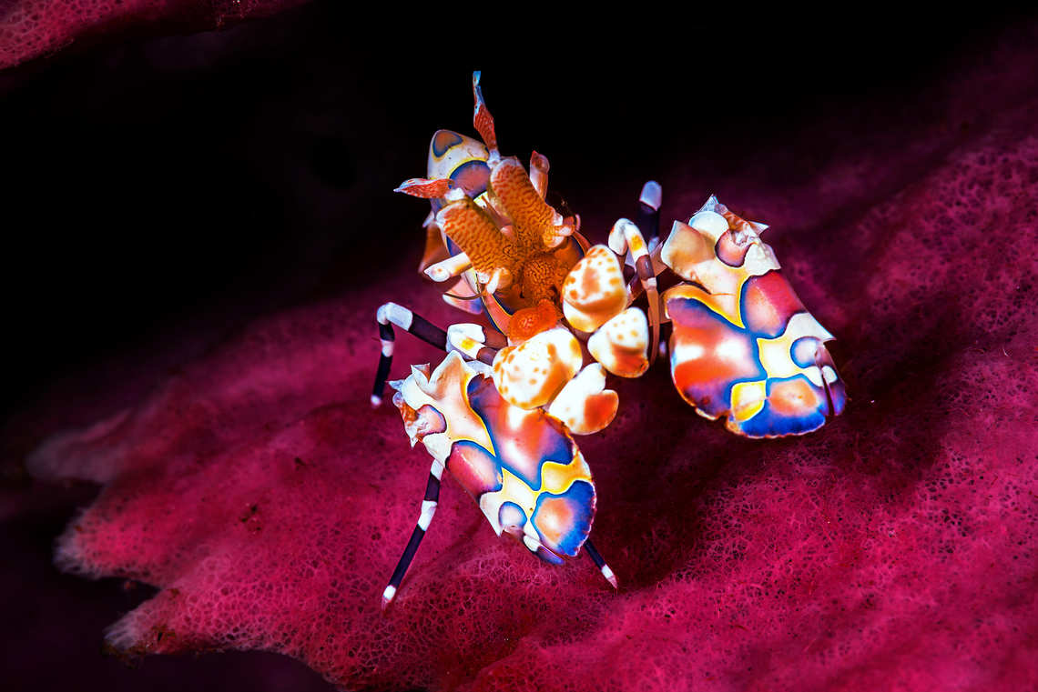 Harlequin Shrimp