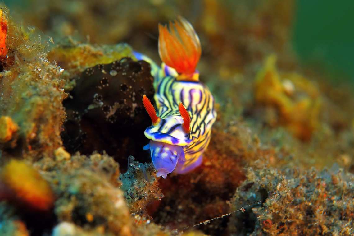 Nudibranch in Tubbataha Reef