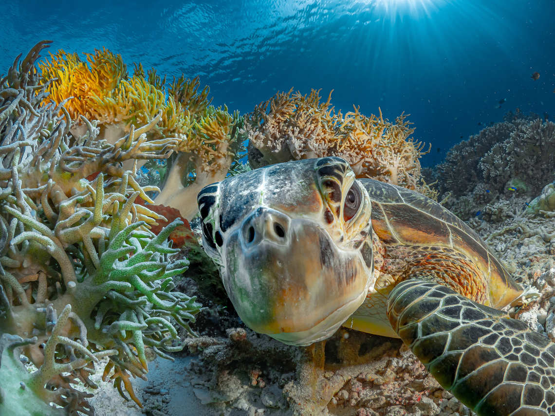 Turtle in Tubbataha Reef