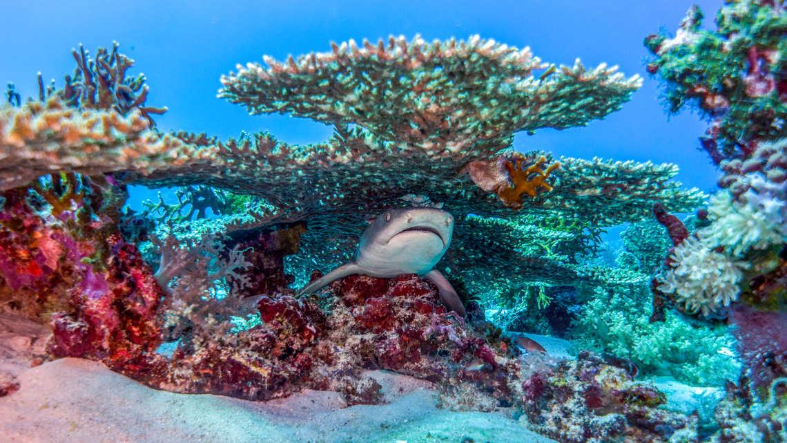 Shark sleeping under coral in Tubbataha Reef