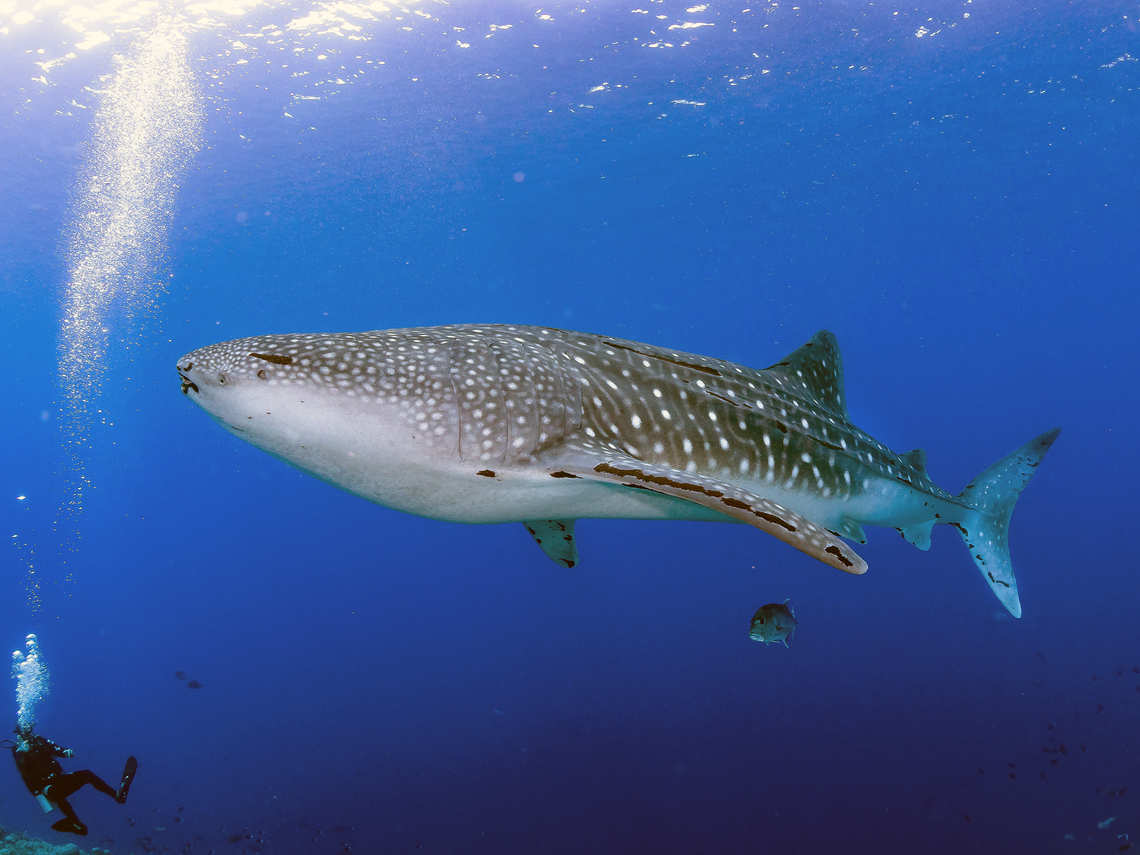 Whale Shark in Tubbataha Reef