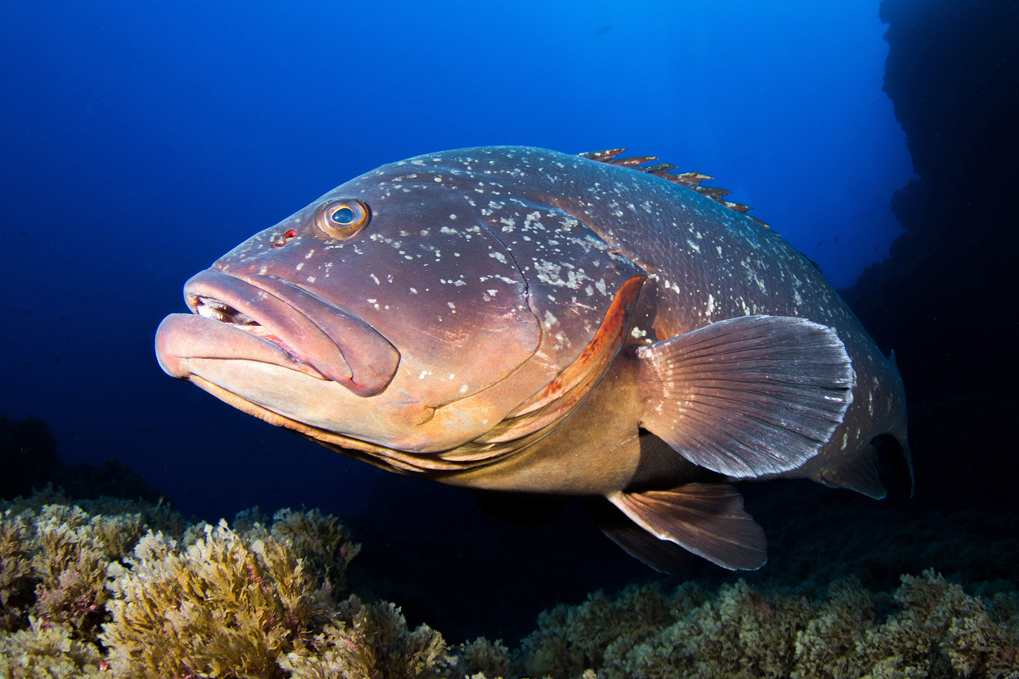 Dusky Grouper in Santa Maria, Azores
