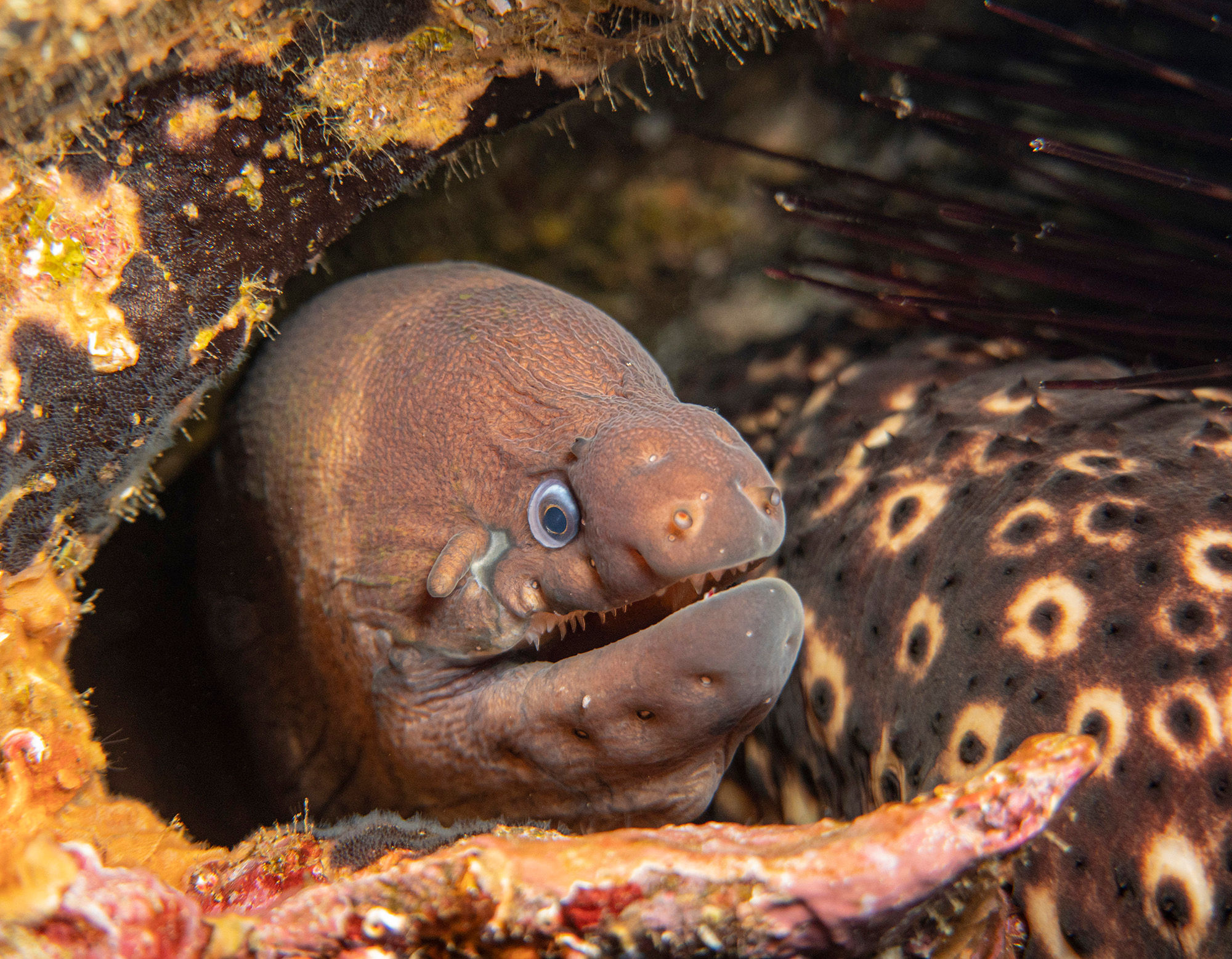 Moray Eel in the Azores