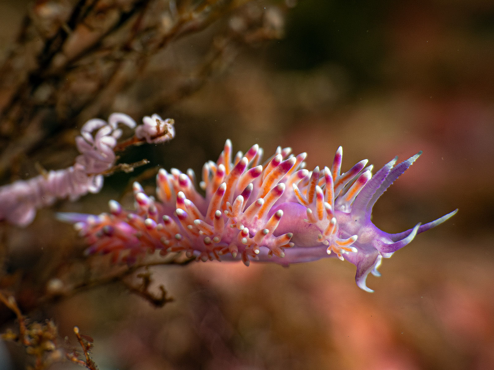 Nudbranch in the Azores