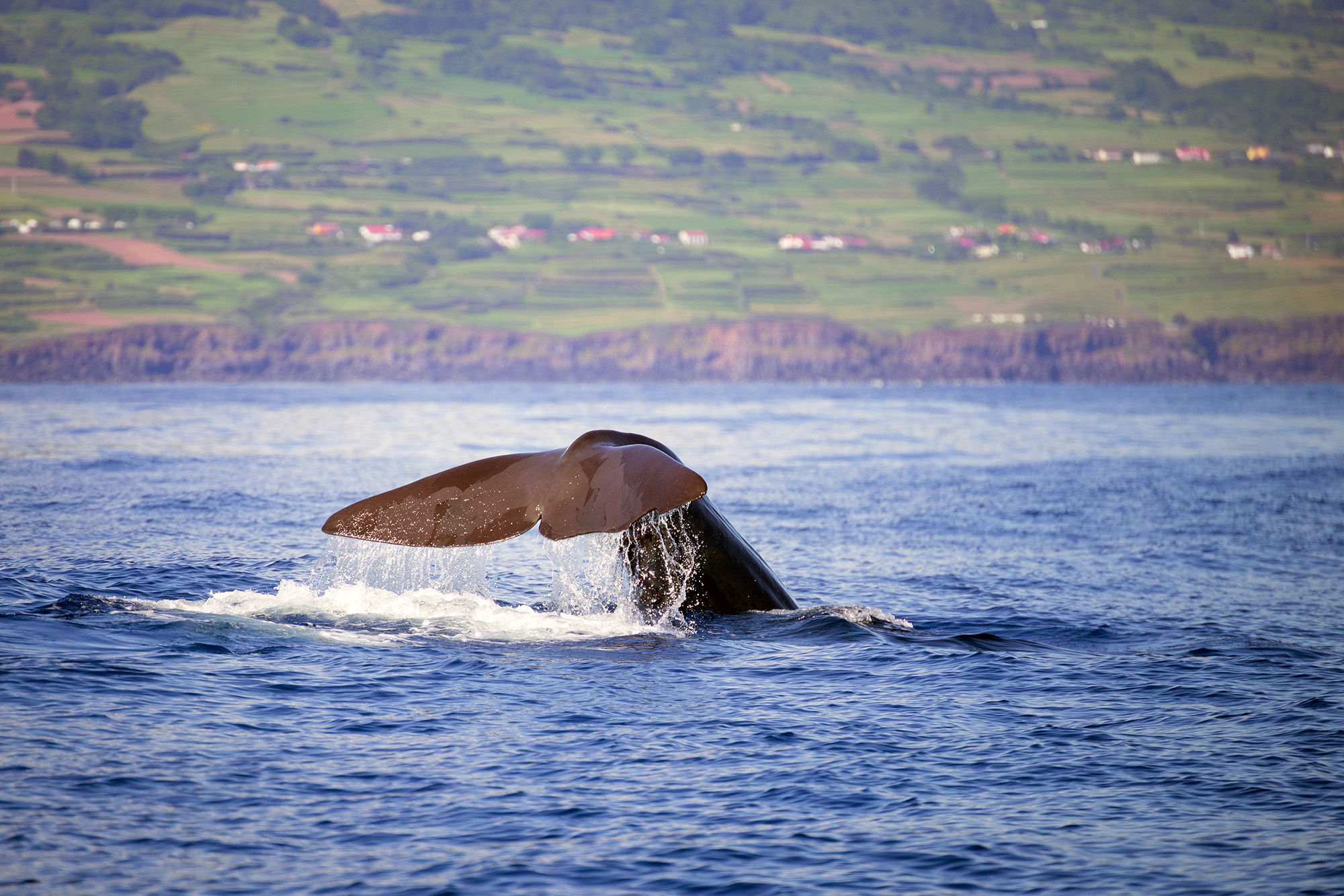 Spermwhale tail in the Azores