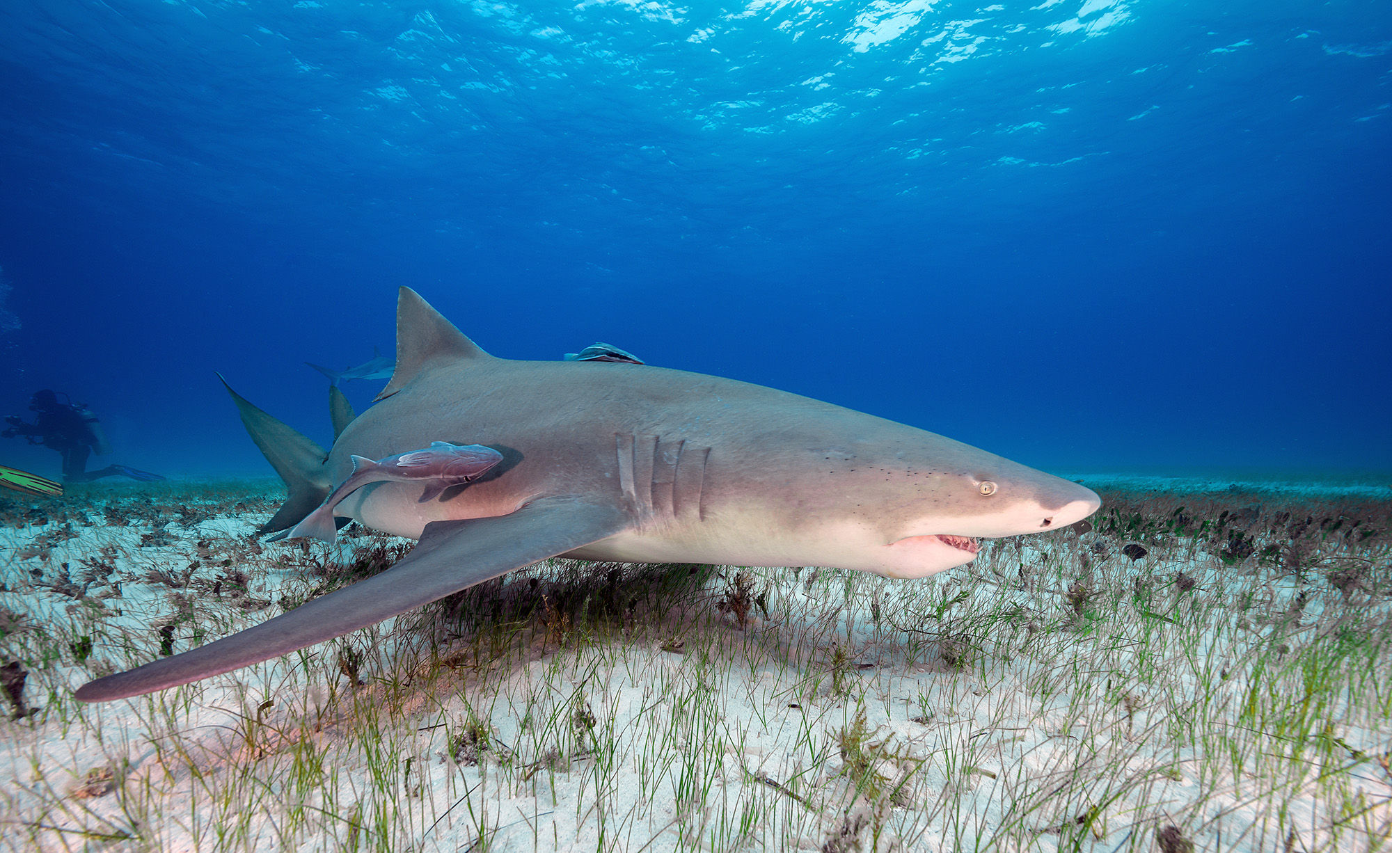 Lemon shark, Grand Bahama, The Bahamas