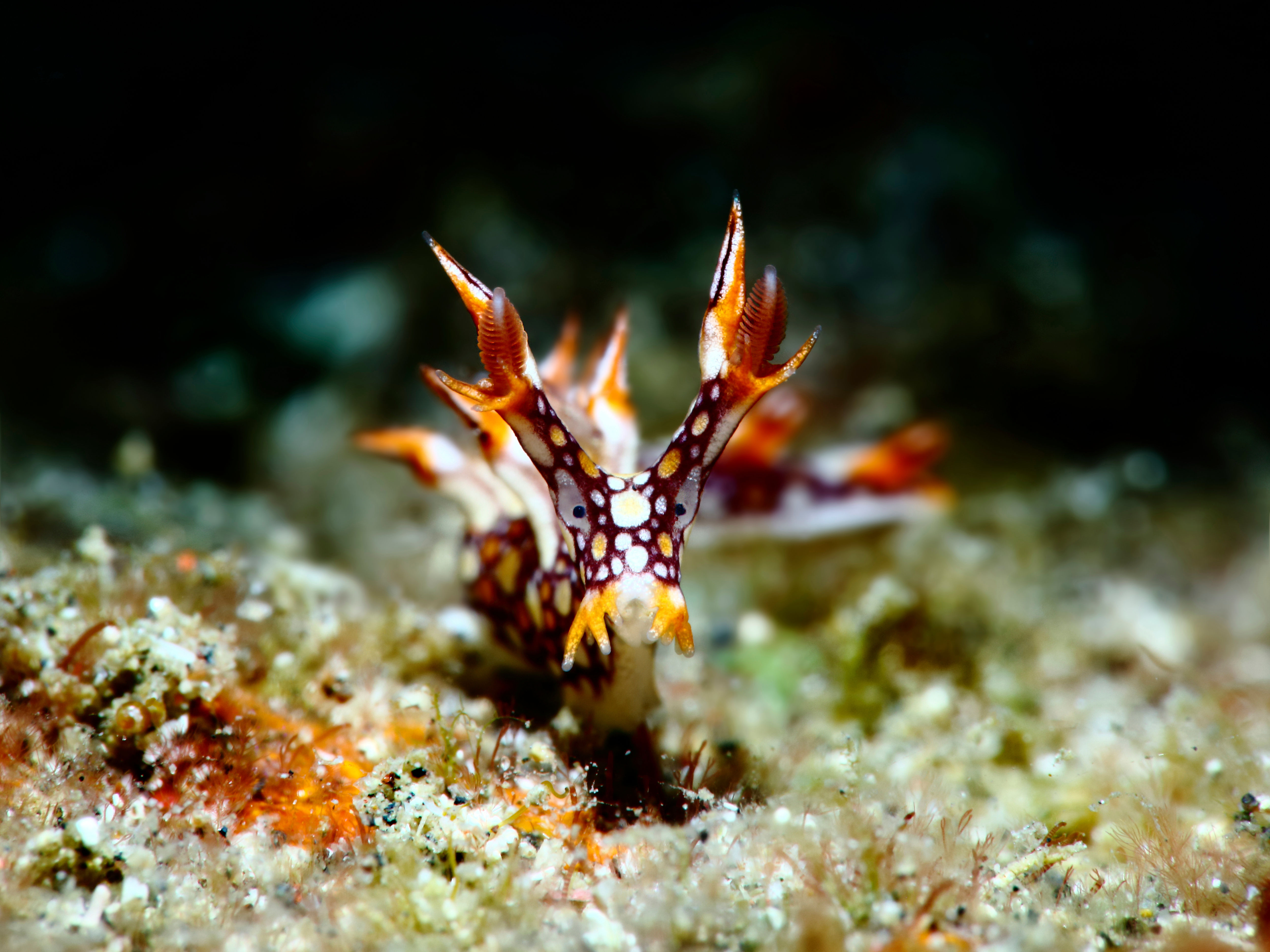 Colorful Nudibranch in Bahamas
