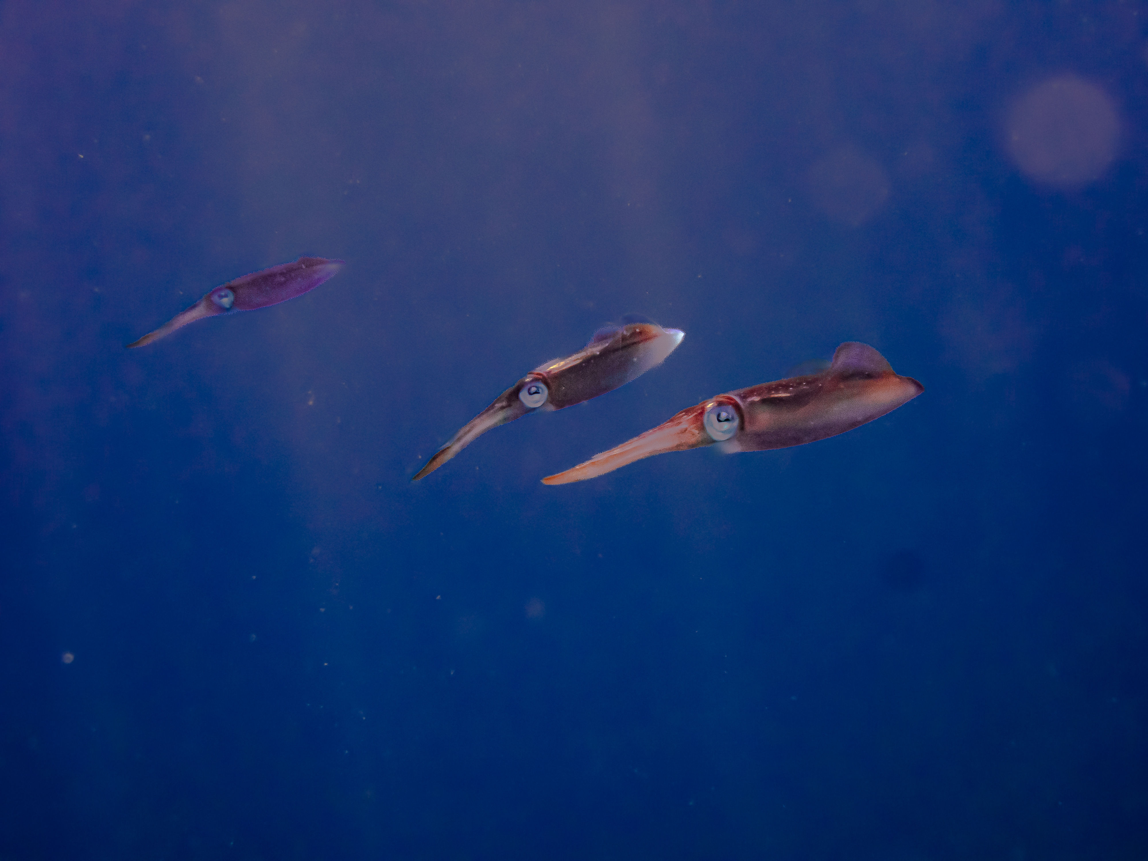 Trio of Caribbean reef squid in the Exuma Cays, Bahamas