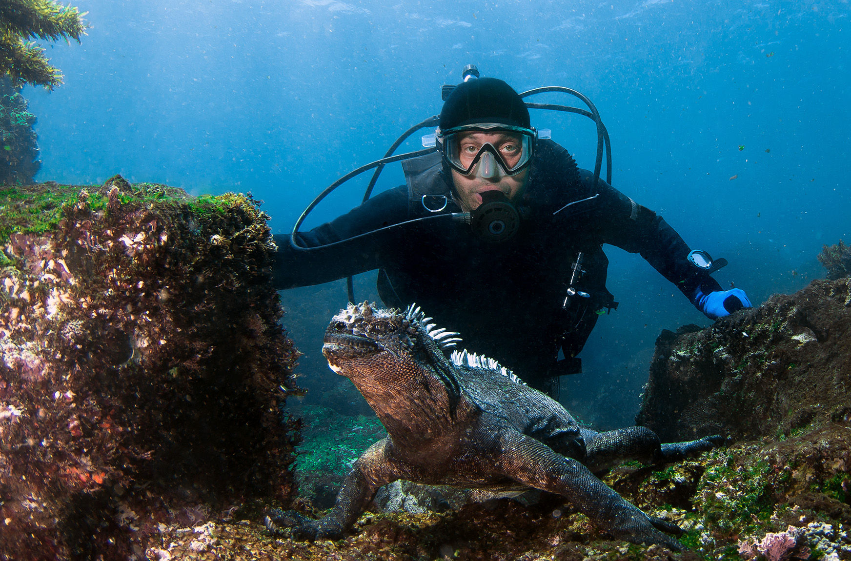 Diver and marine iguana in Galapagos