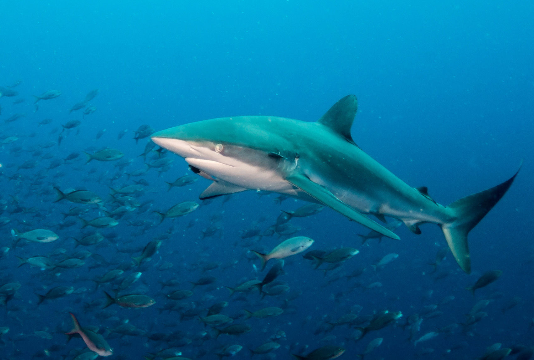 Galapagos Shark