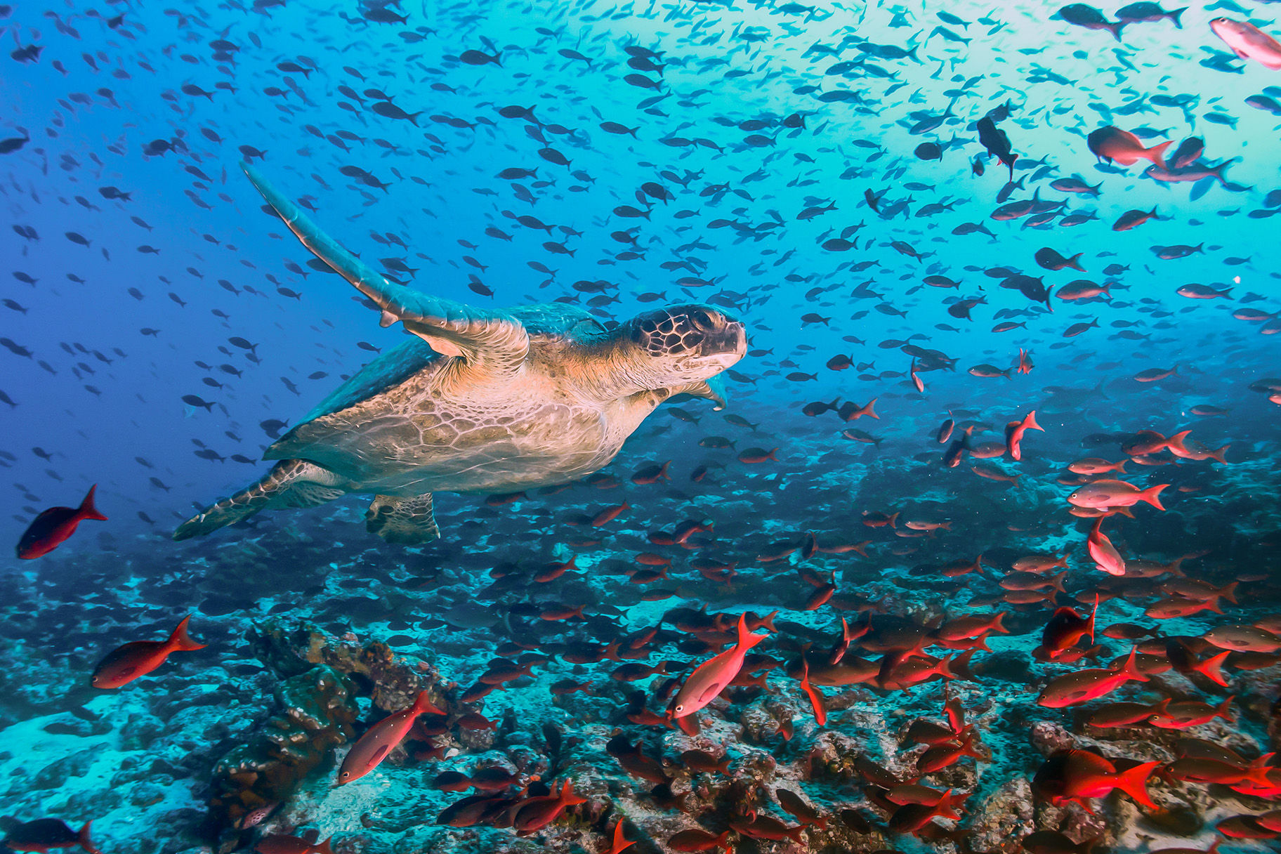 Green turtle in the Galapagos