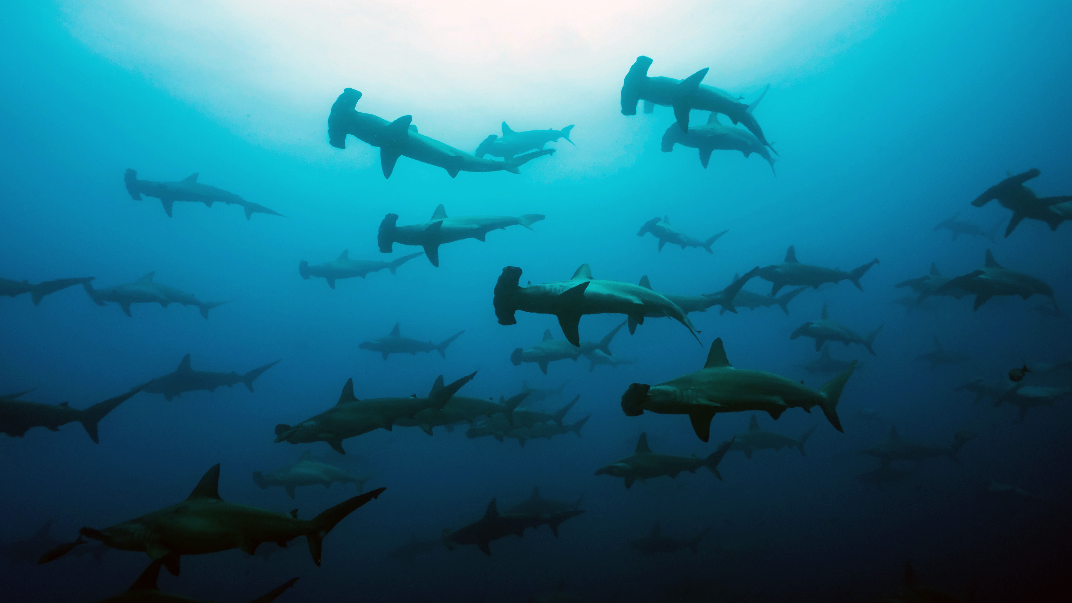 Hammerhead sharks in the Galapagos