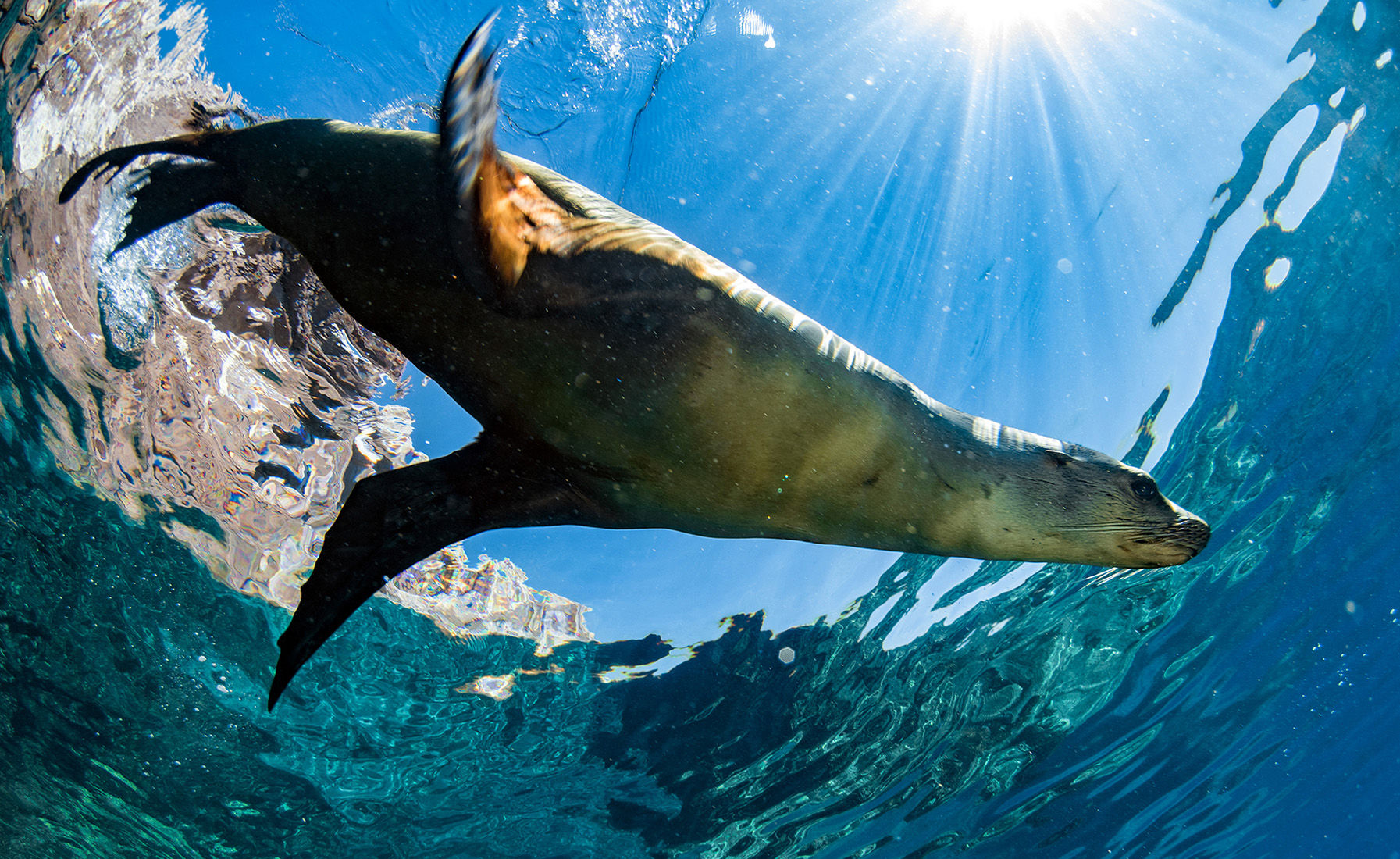 Sea Lion in the Galapgos