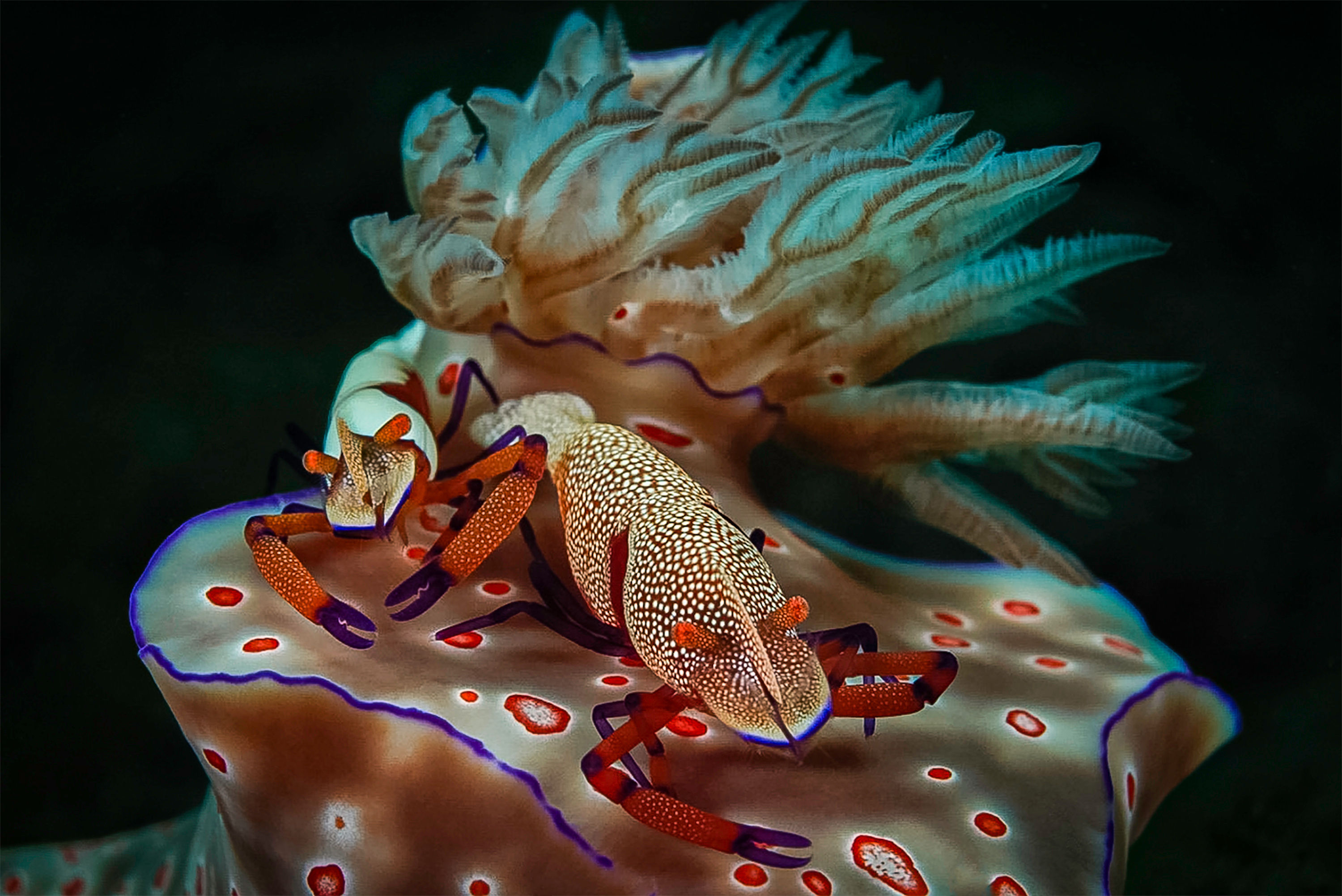Emperor Shrimp on a Nudibranch
