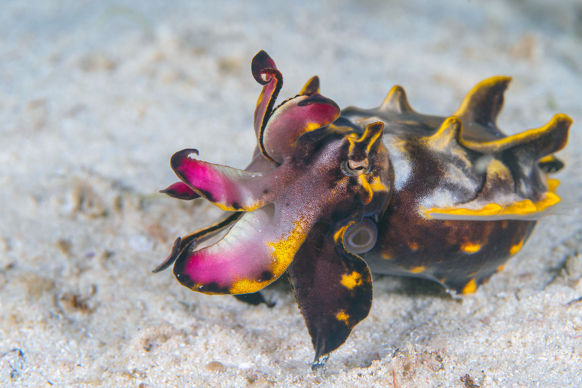 Flamboyant Cuttlefish