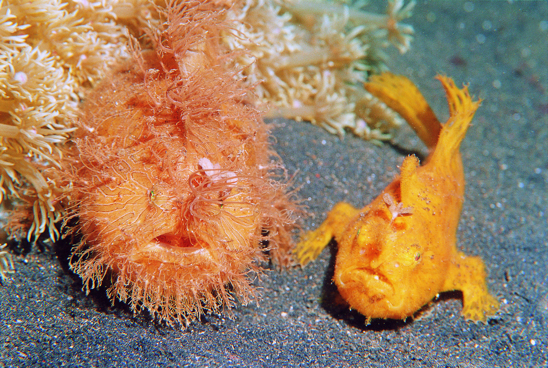 Hairy frogfish - adult and juvenile 