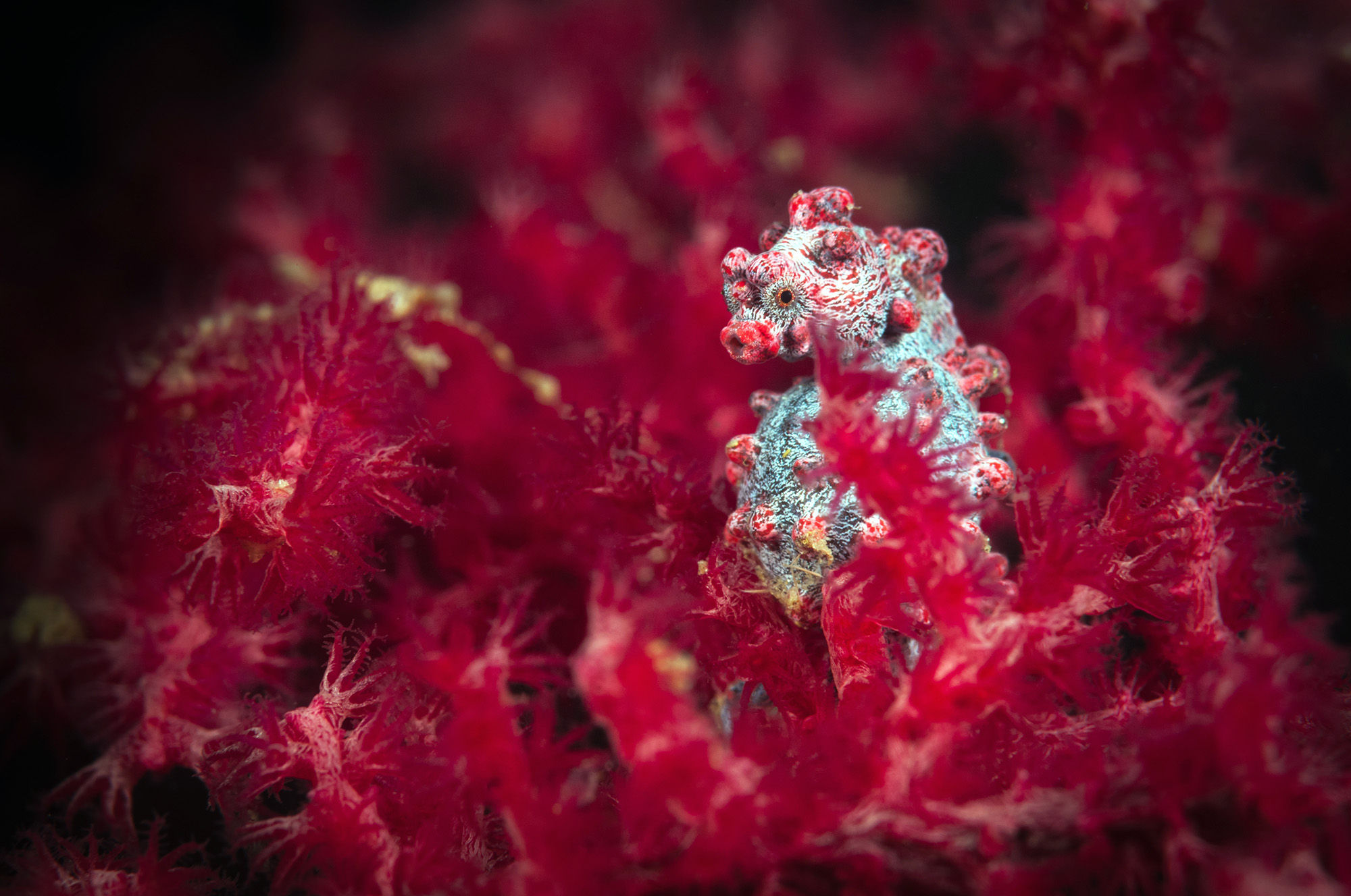 Pregnant Pygmy Seahorse