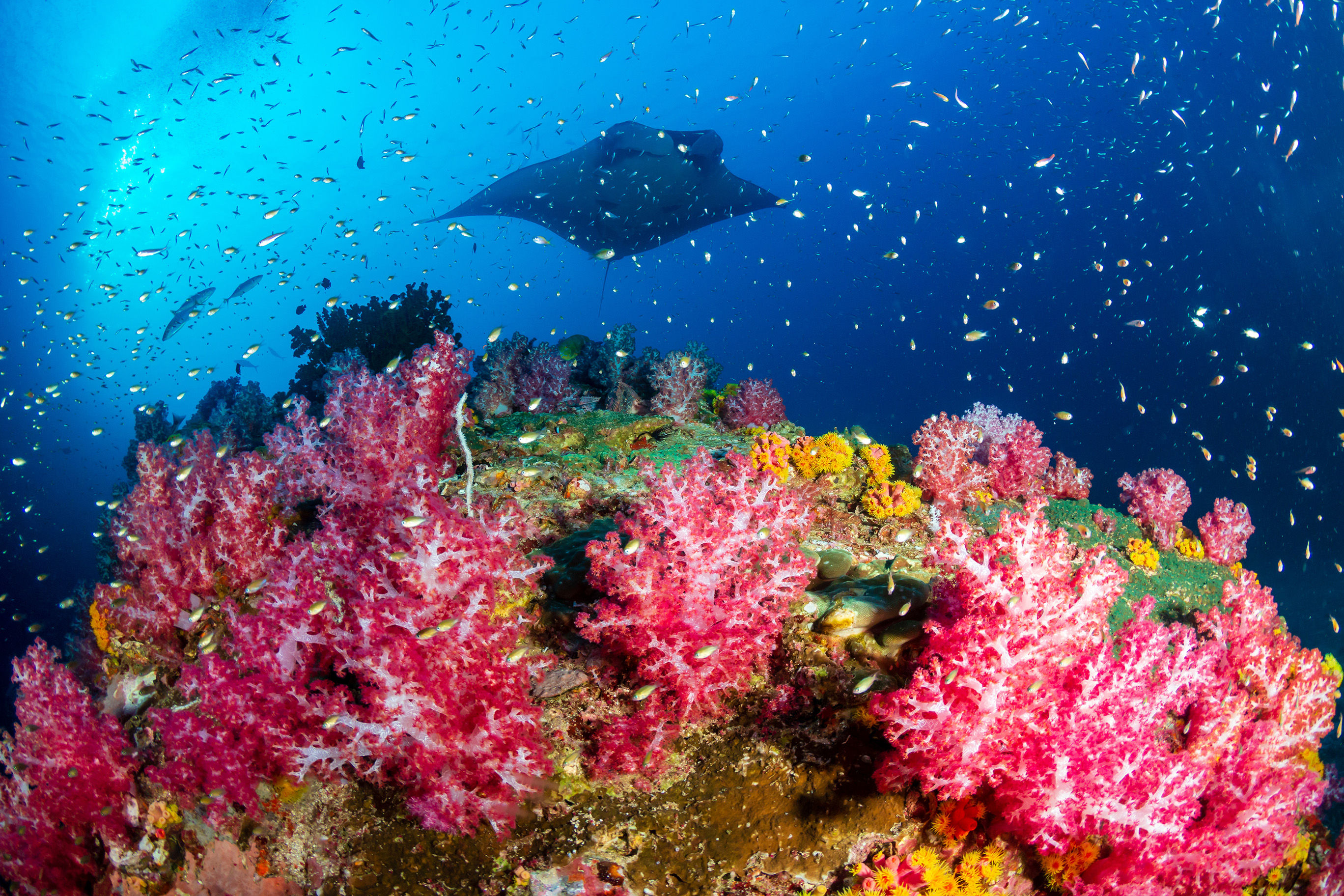 Manta Ray over coral reef