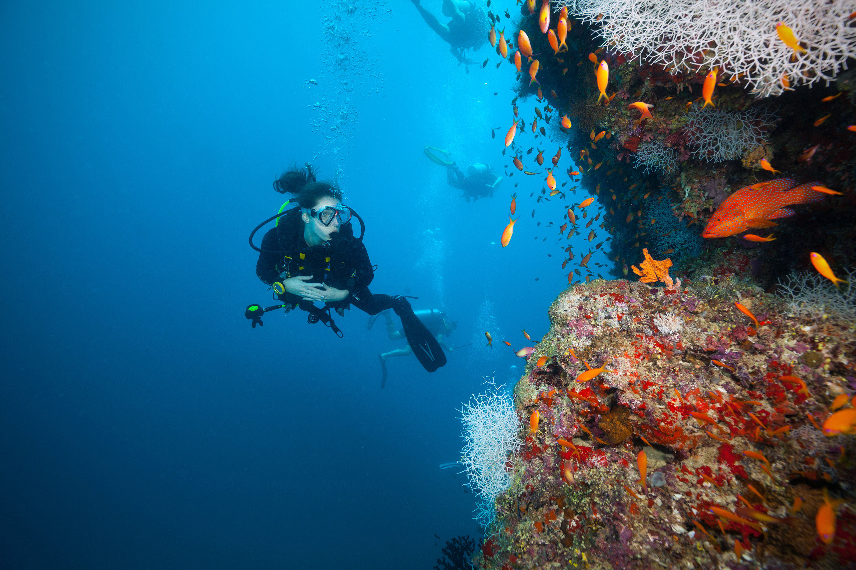 Diver next to coral reef