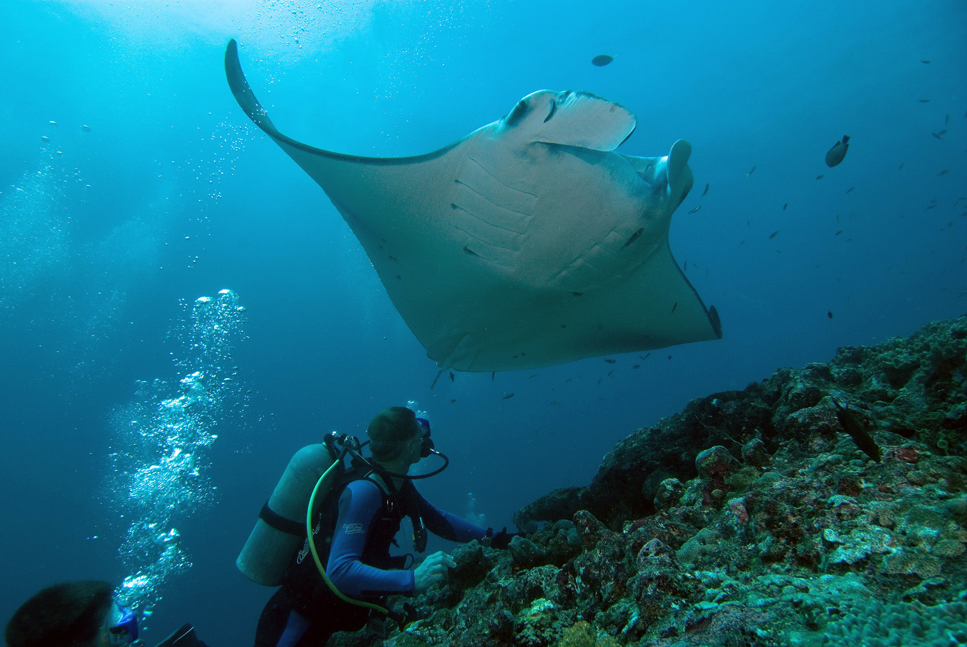 Manta Ray abover divers