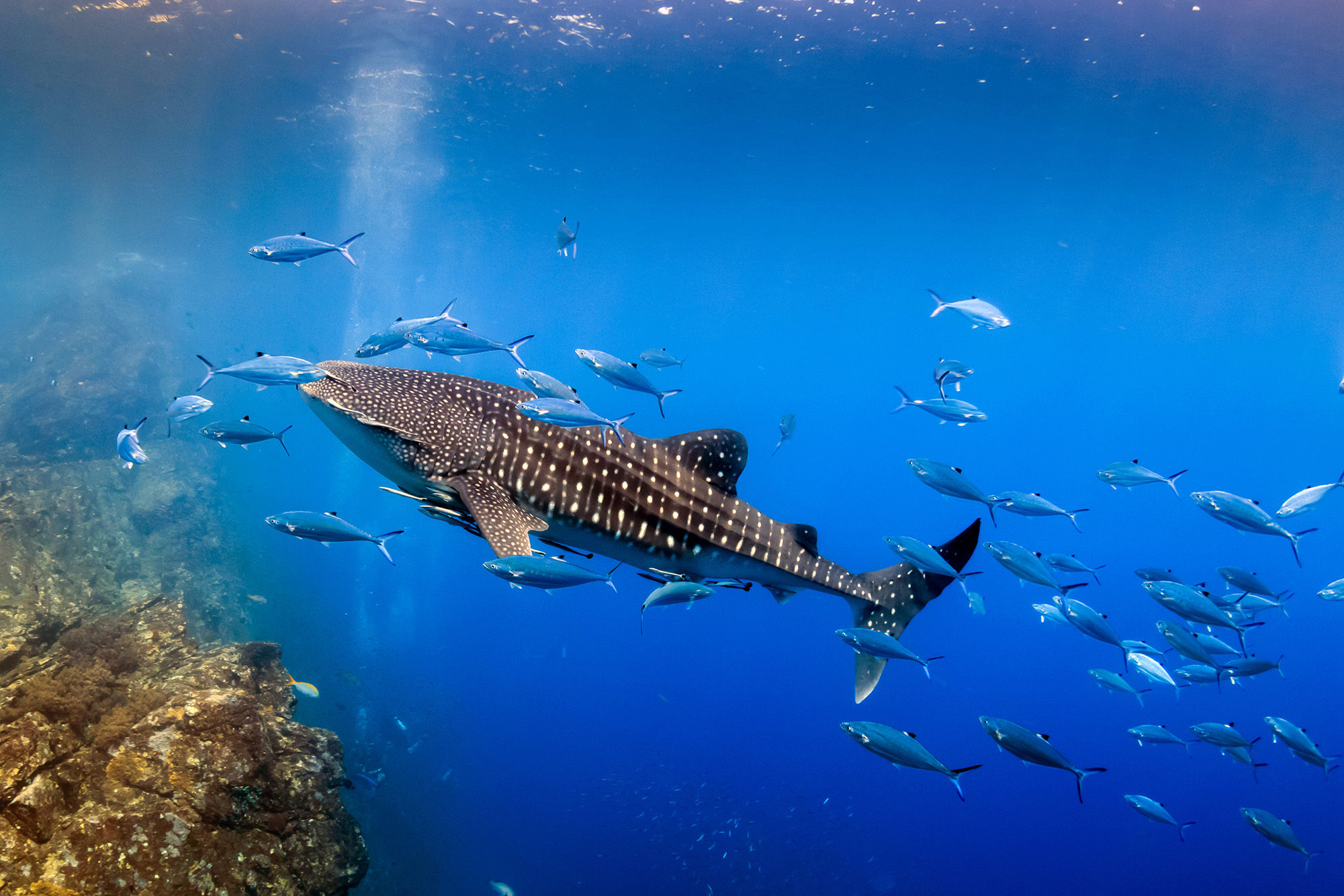 Whale shark near reef