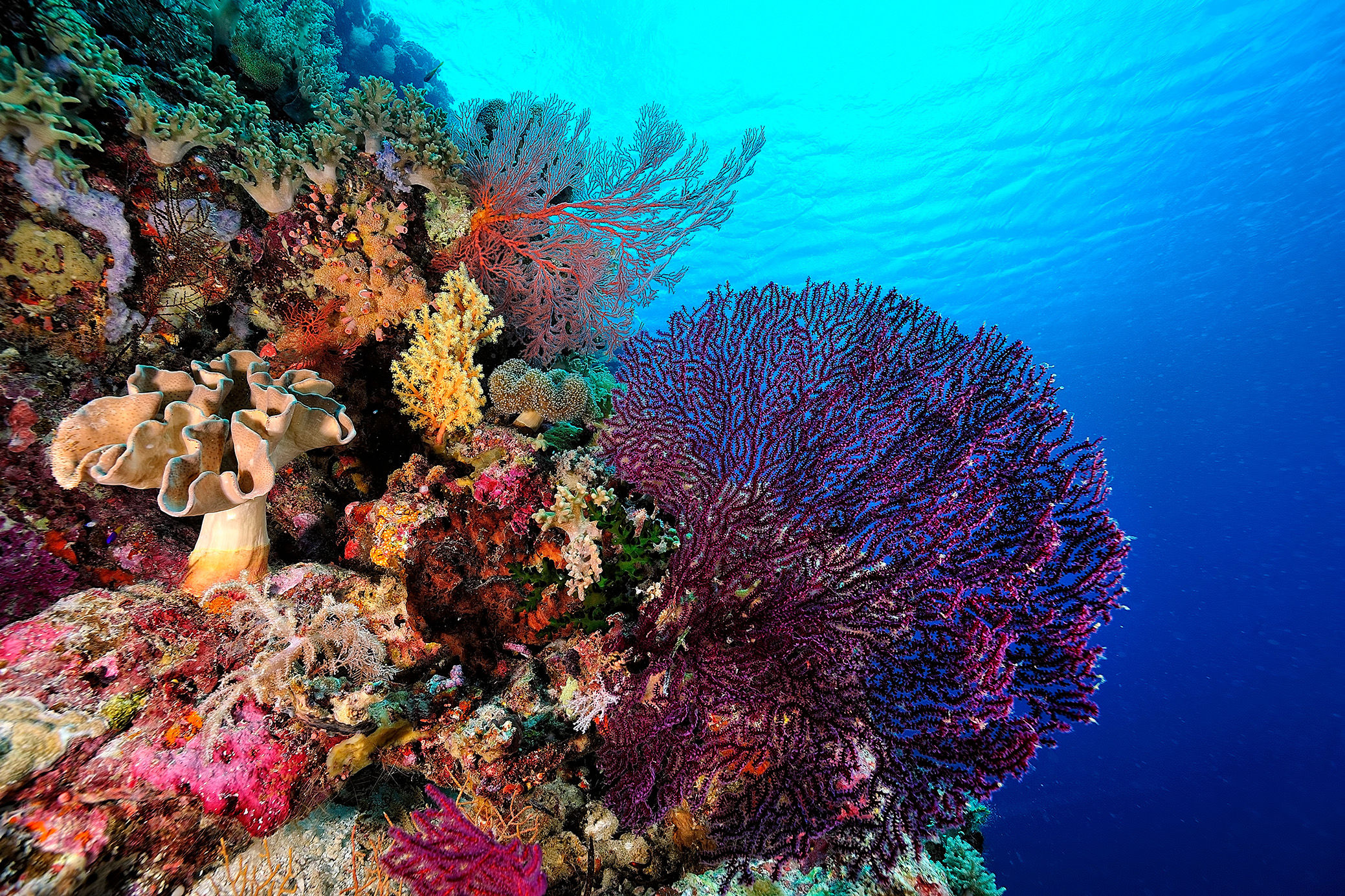 Coral Reef in the Red Sea