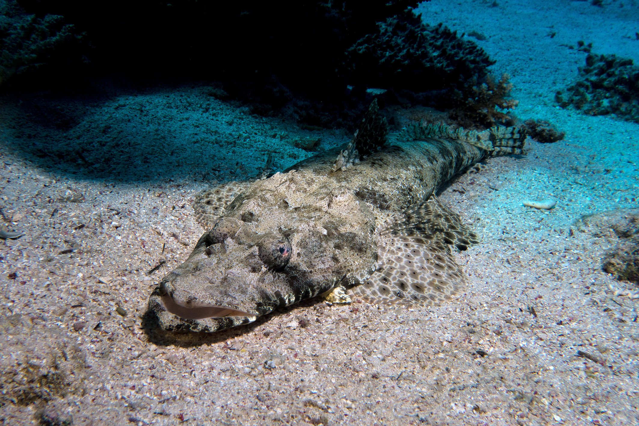 Crocodile fish in the Red Sea