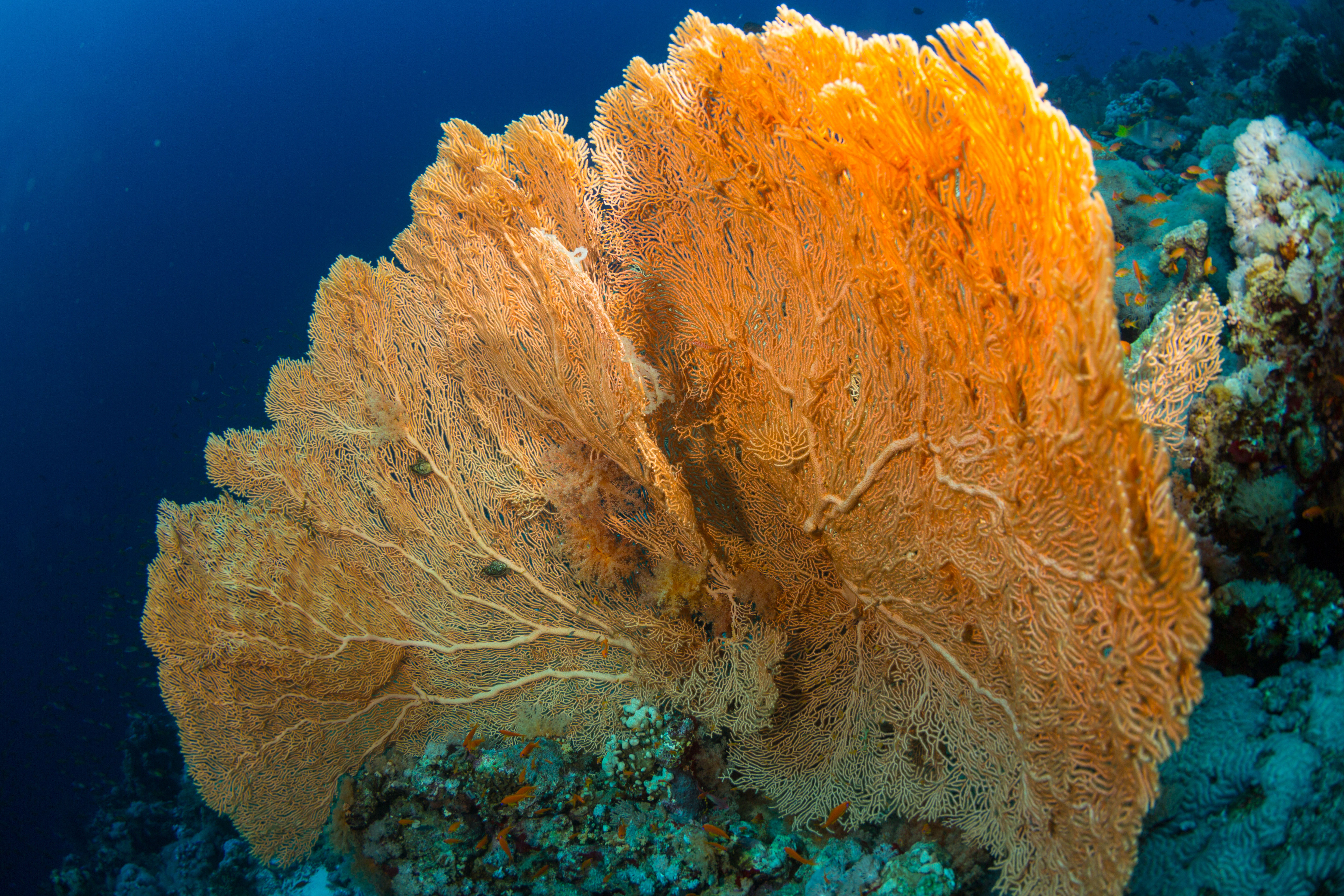 Gorgonia coral in the Red Sea