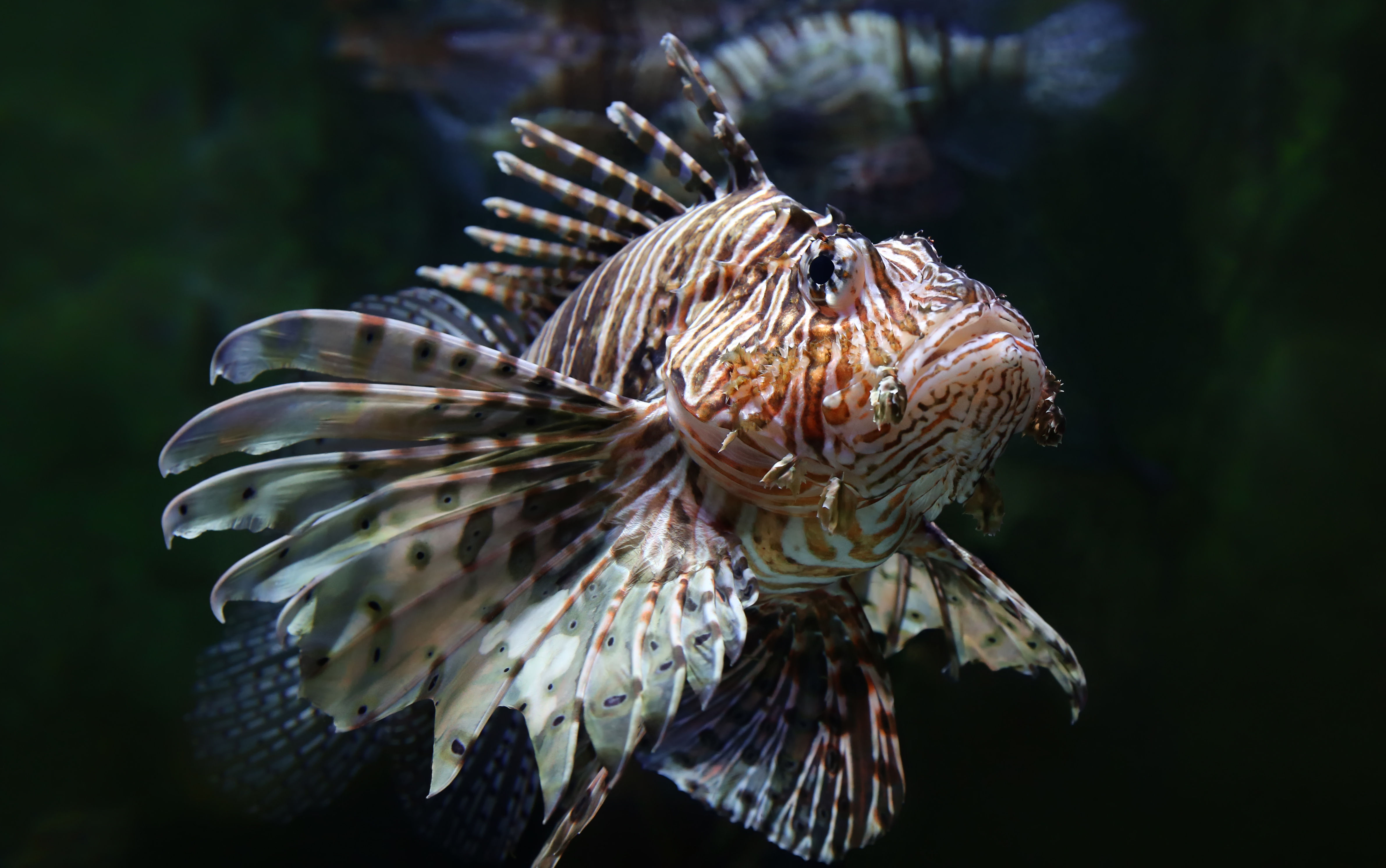 Lion fish in the Red Sea