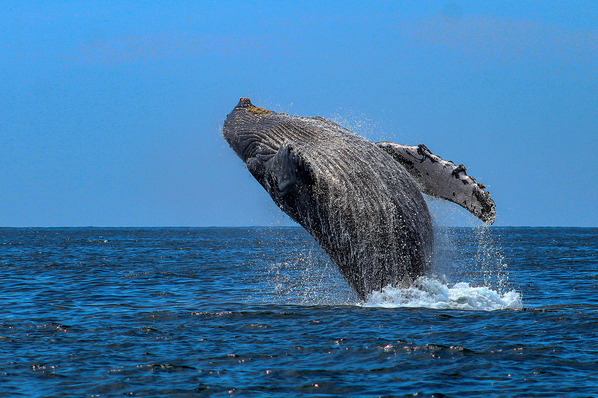 Humpback whale breaching