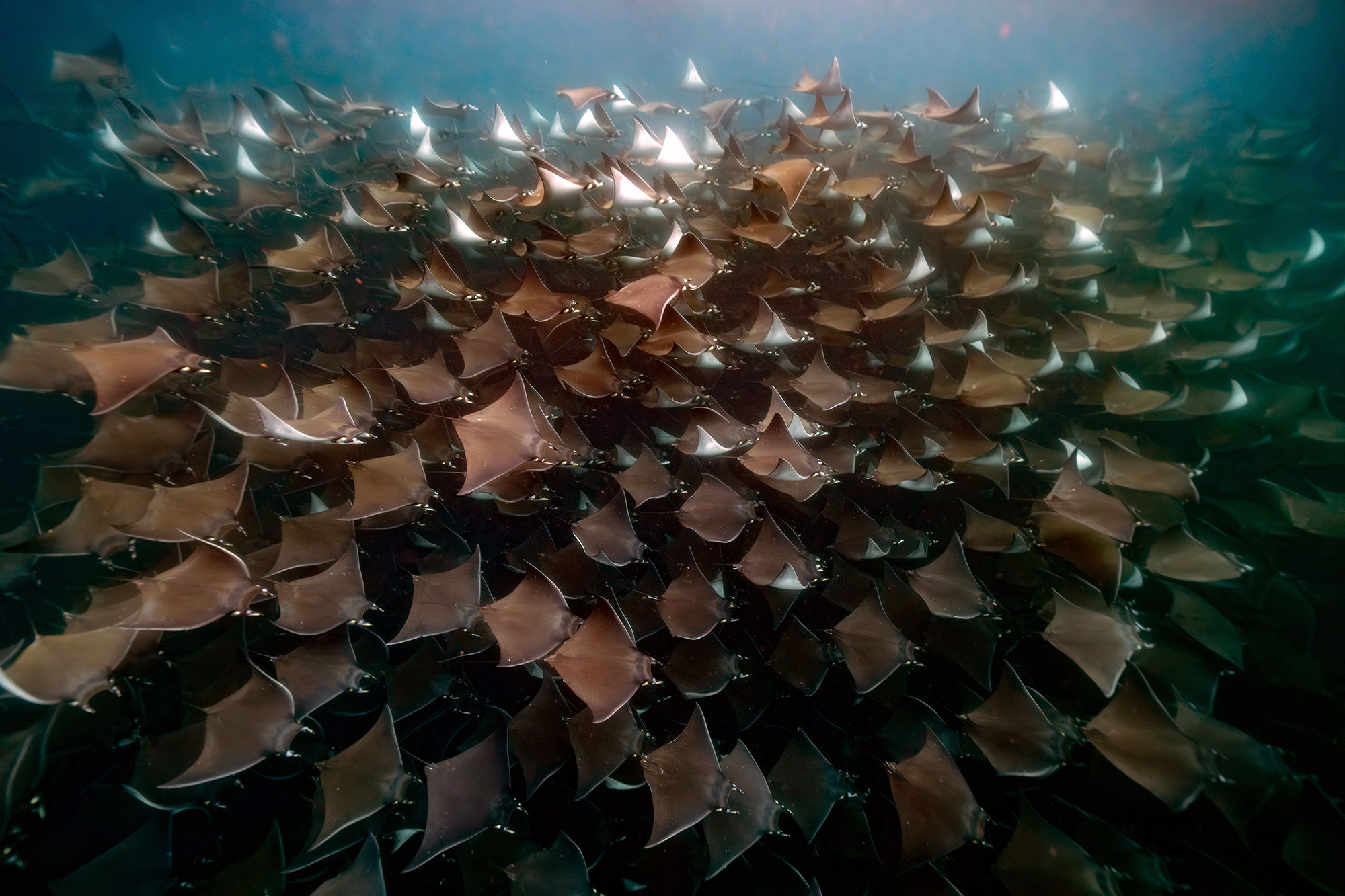Mobula Rays in the Sea of Cortez