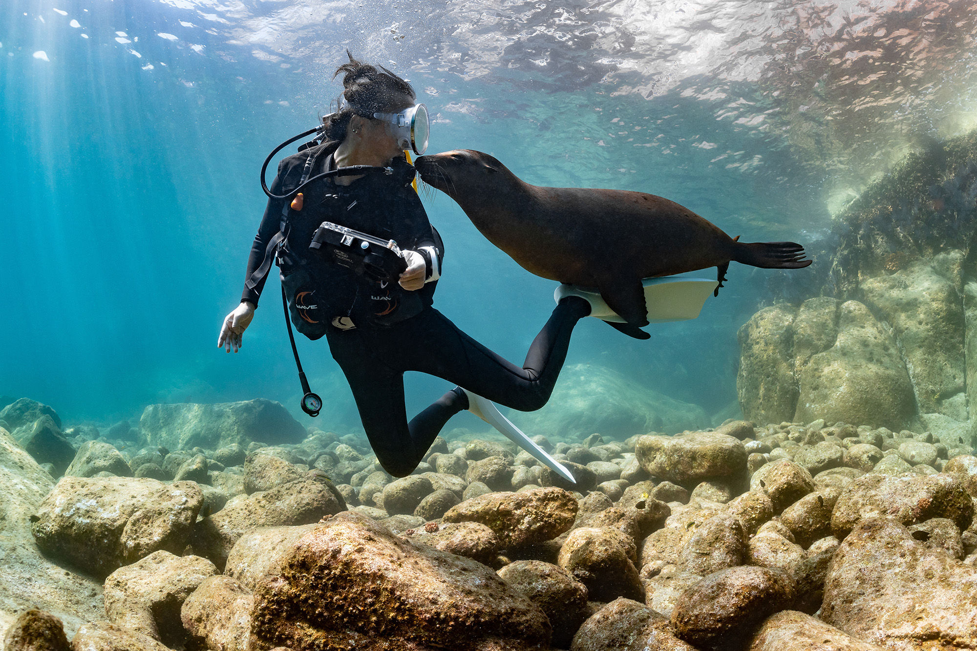 Young sea lion playing with diver
