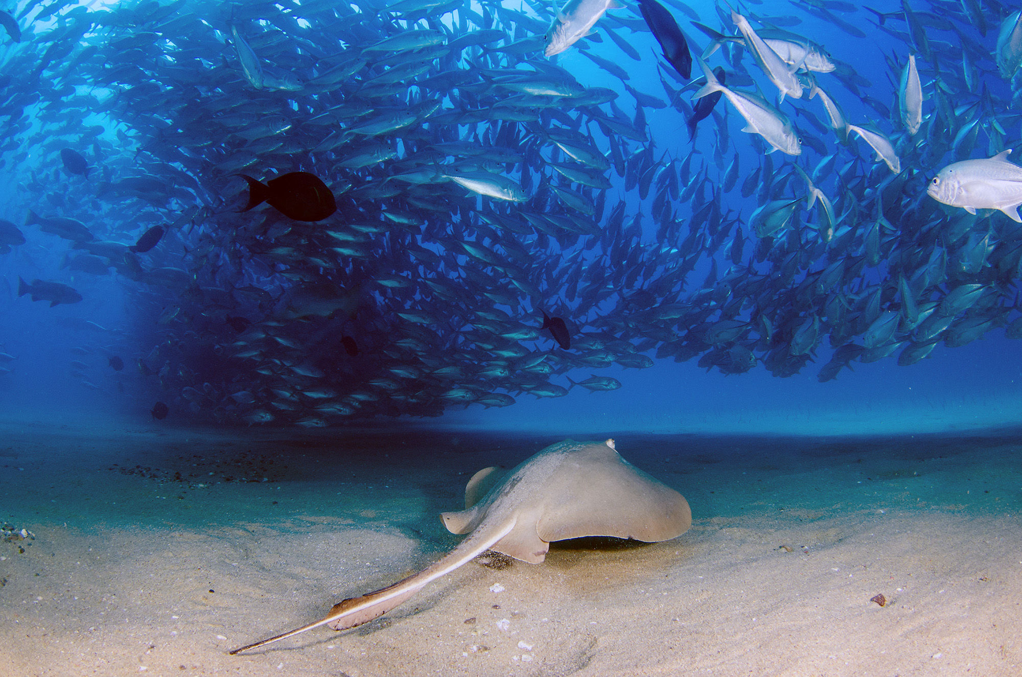 Trevally school and stingray