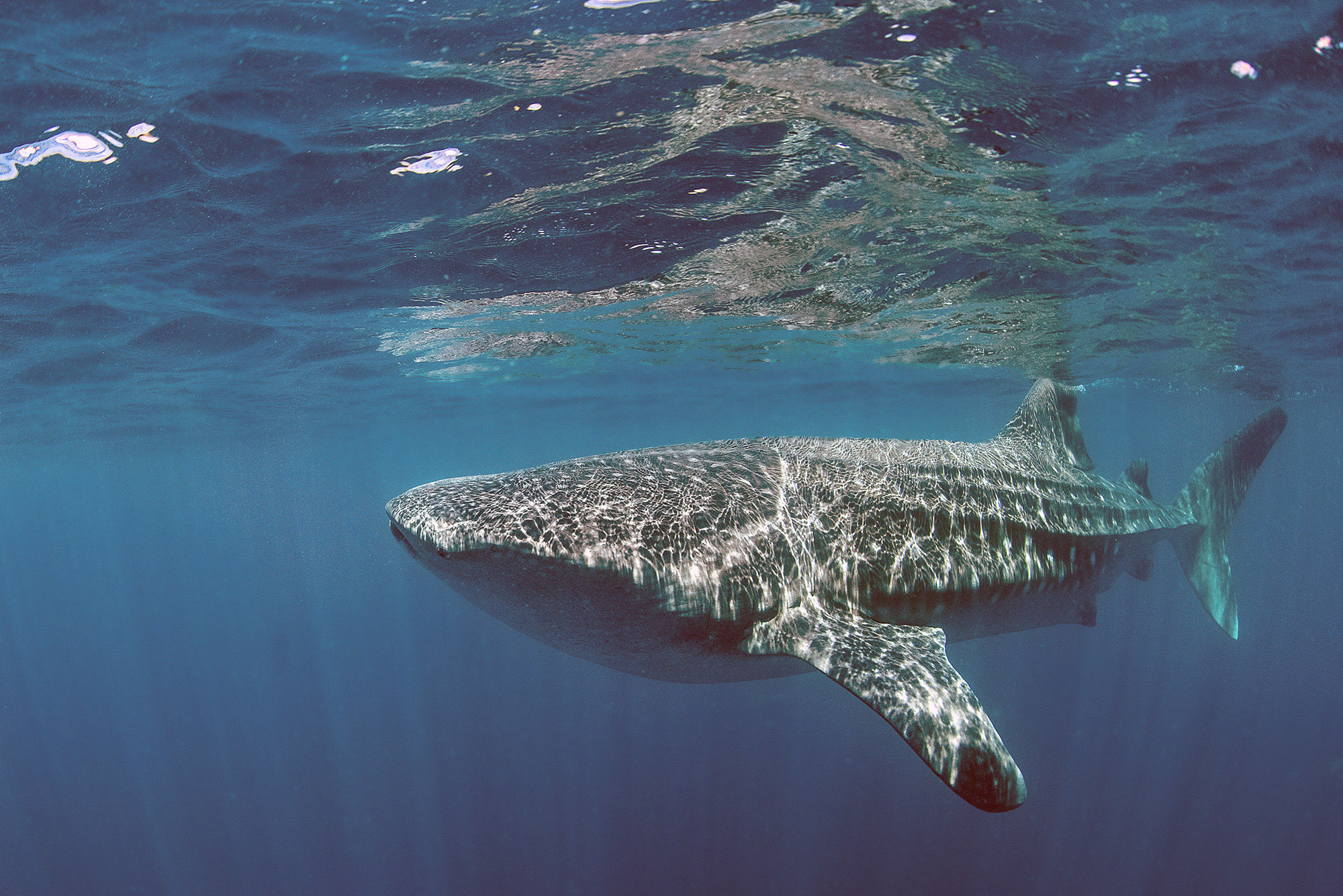 Whale shark
