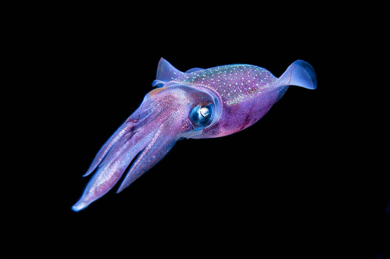 squid