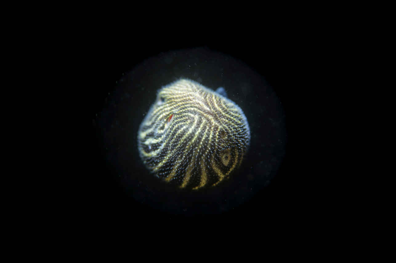 lembeh boxfish
