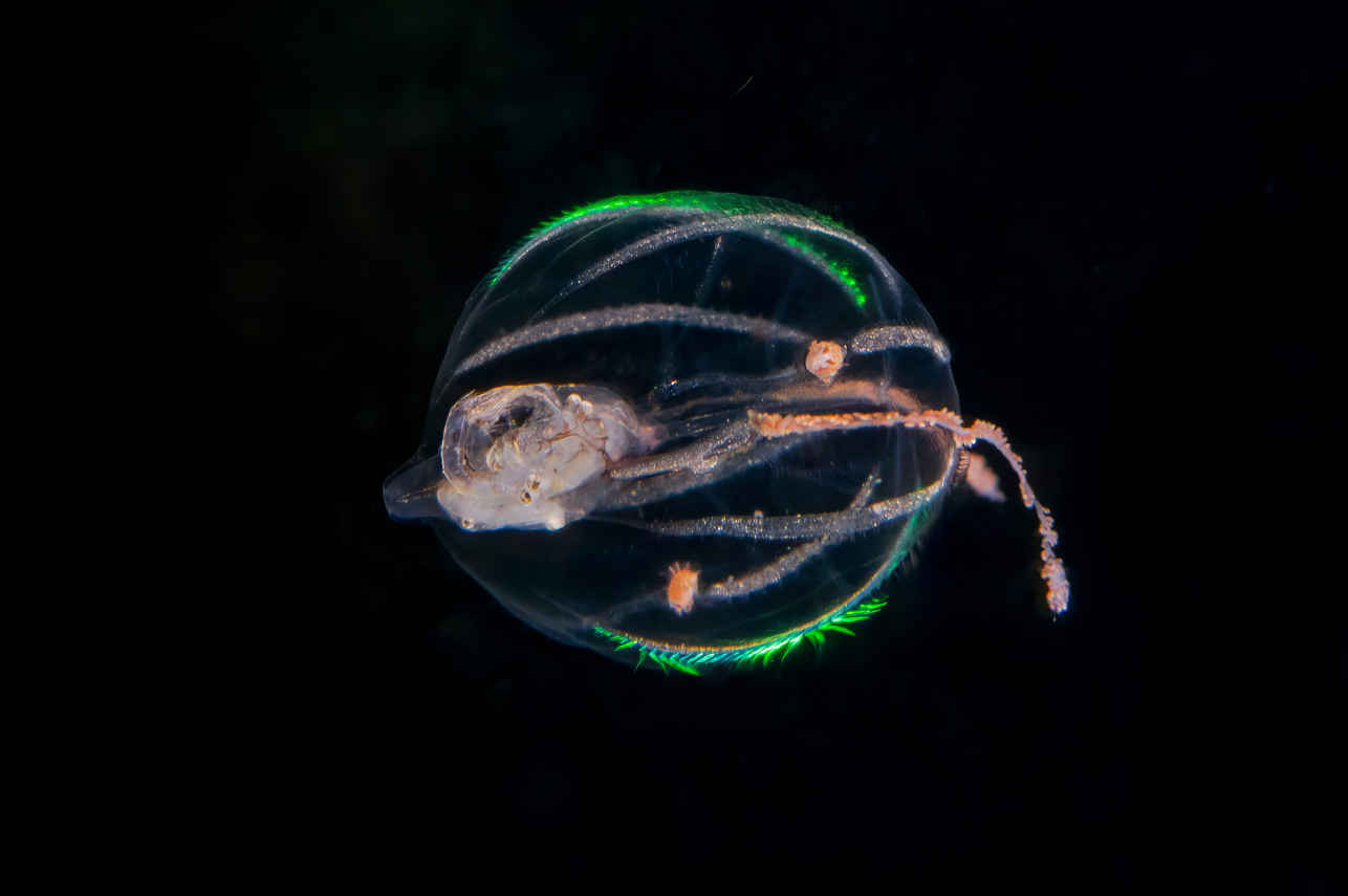 comb jelly