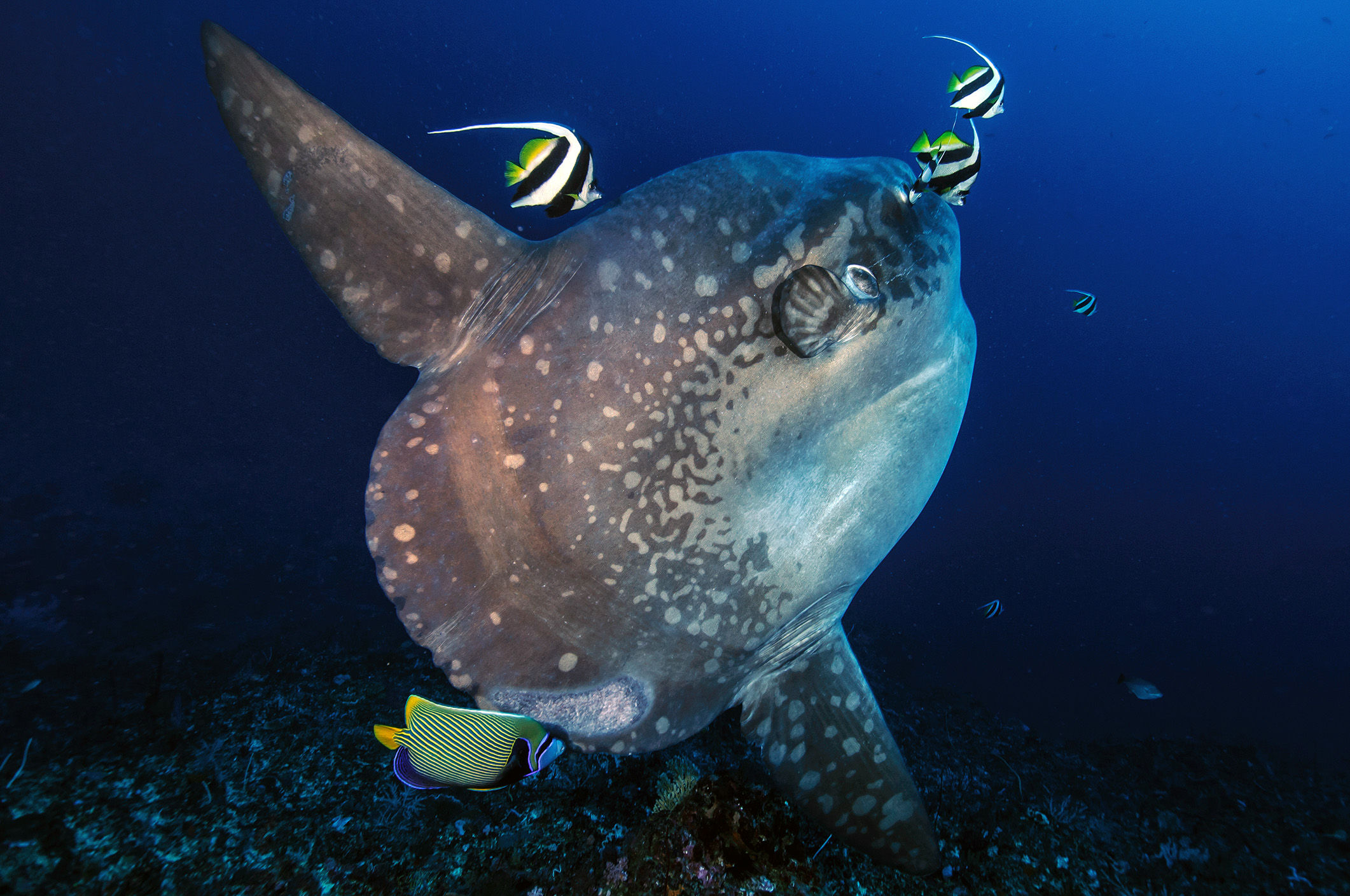 Ocean sunfish at a cleaning station