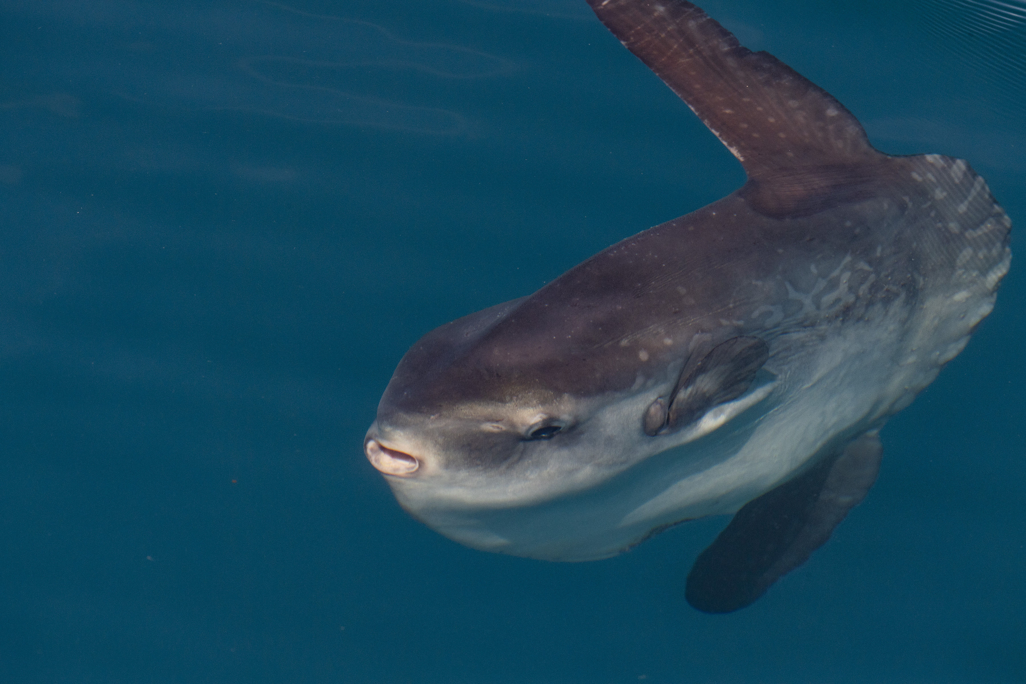 Mola Mola at the Surface