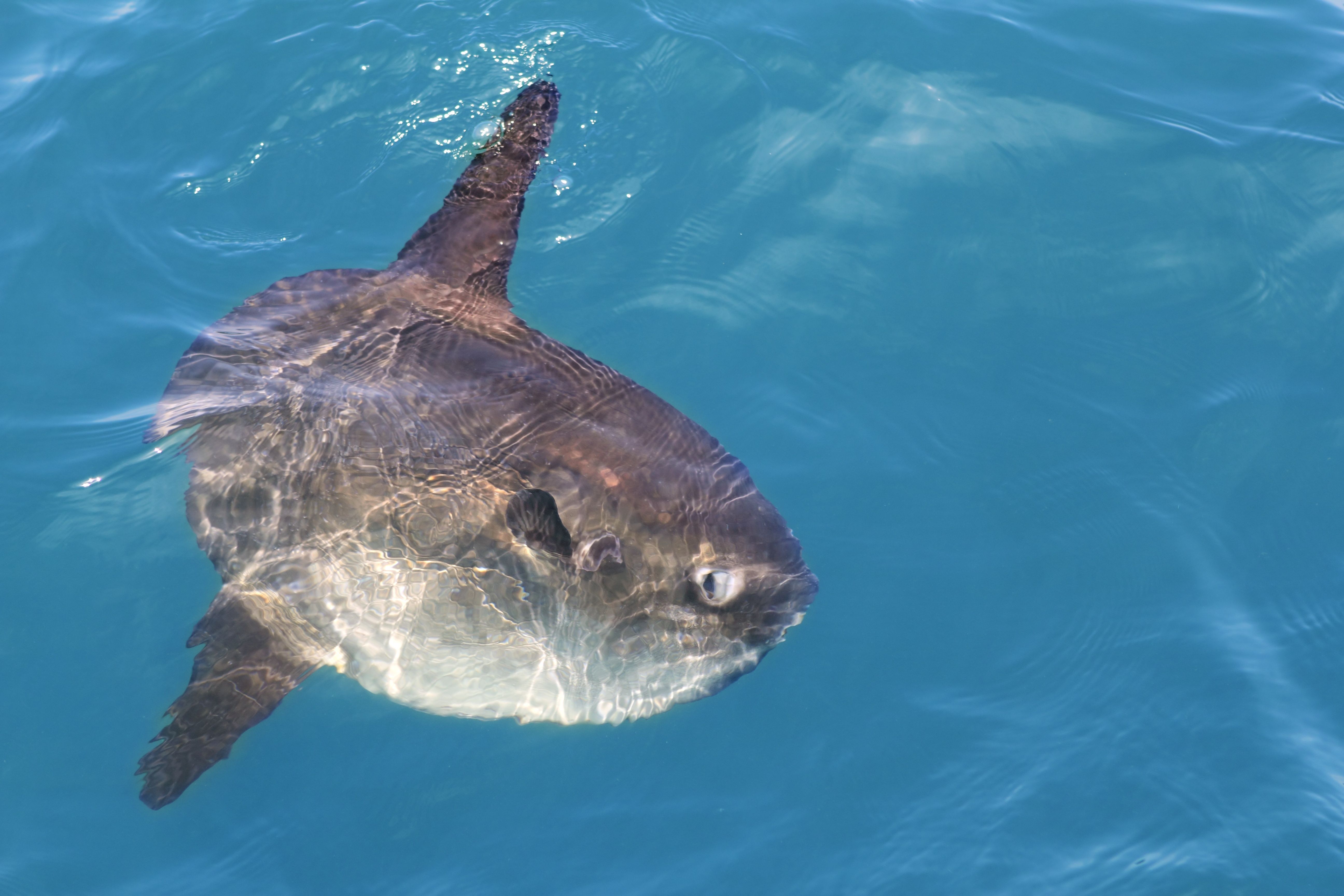 Mola Mola at the Surface