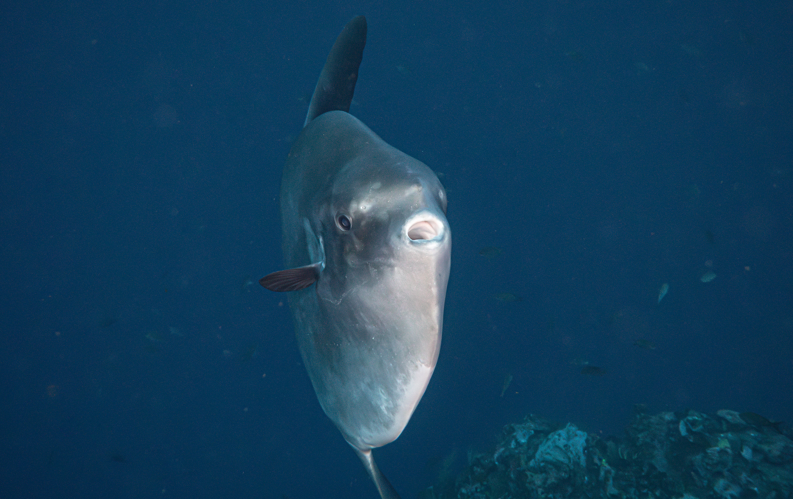 Mola Mola in Galapagos