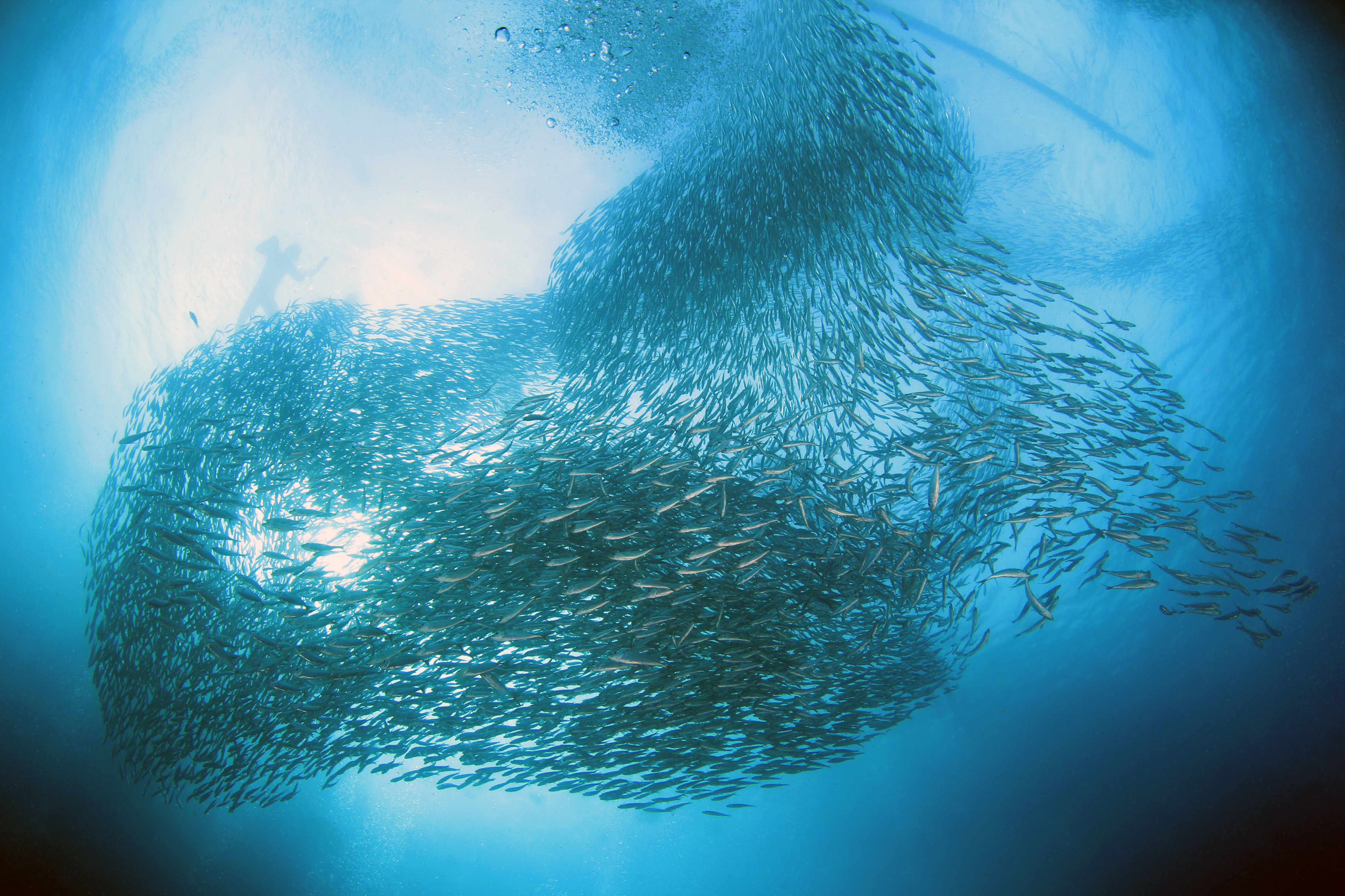 Diver above the Moalboal Sardine Run