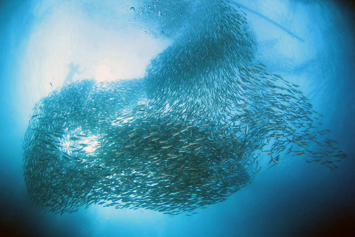 Diver above the Moalboal Sardine Run