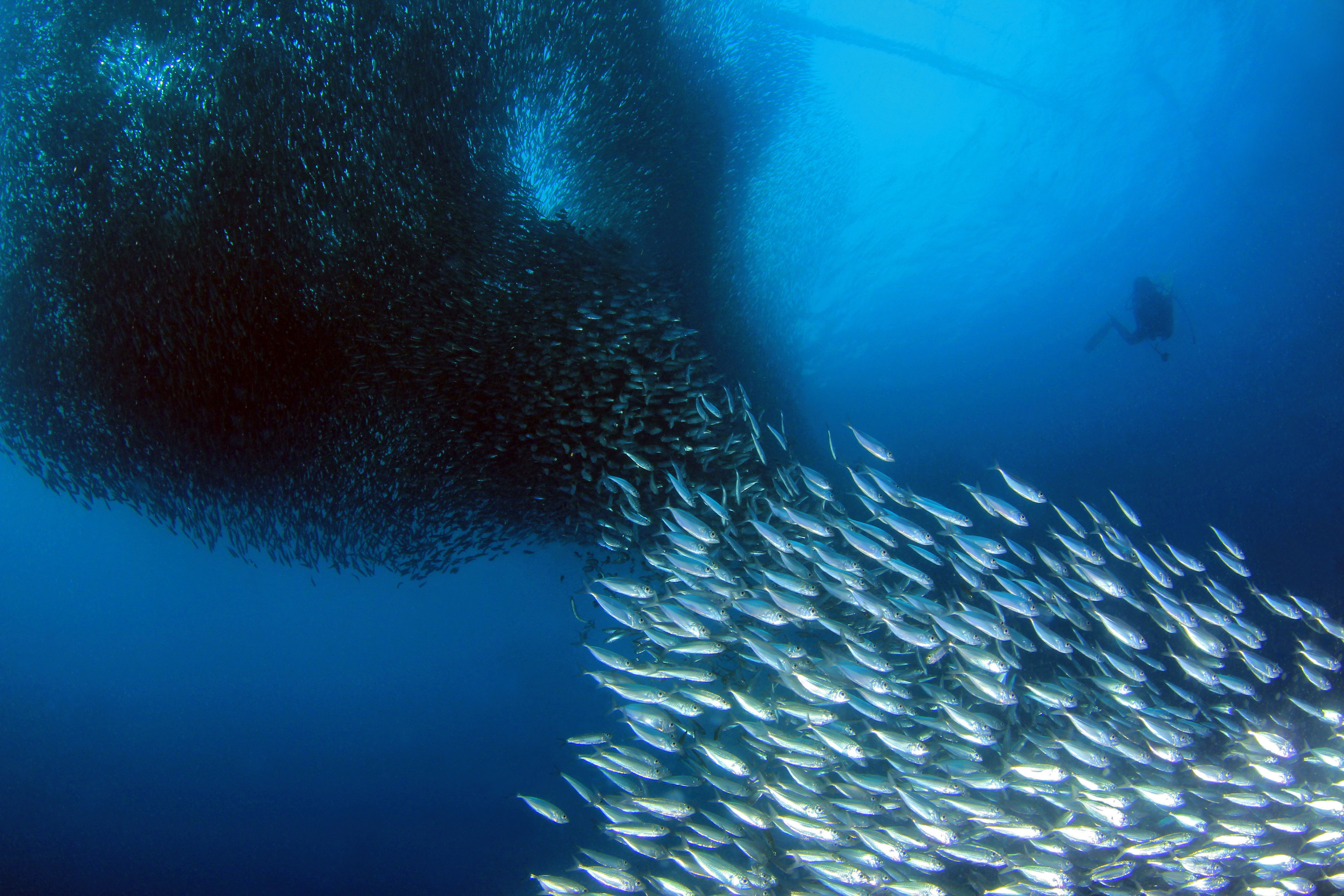 Scuba diver next to the sardine run