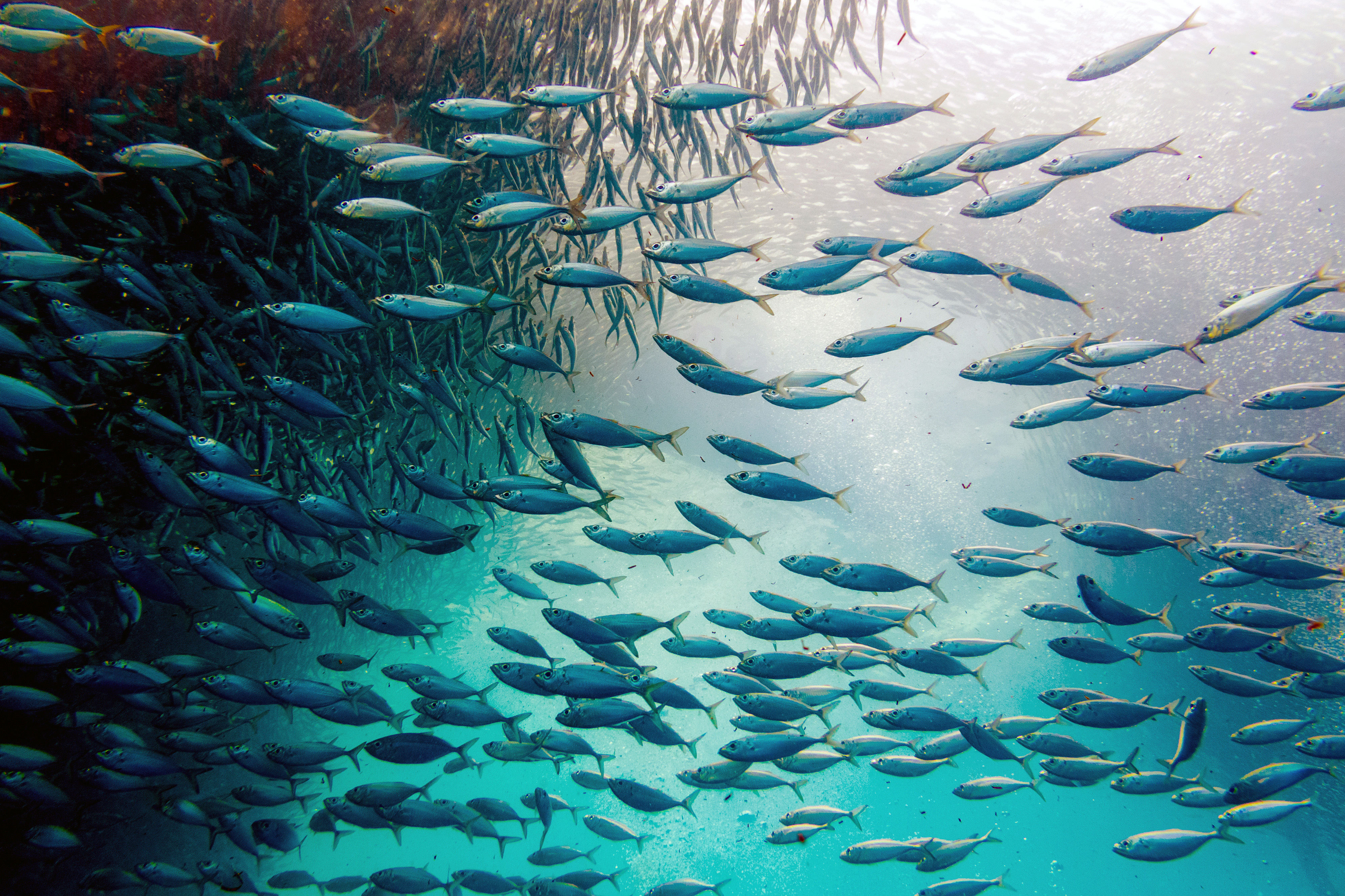 Moalboal Sardine Run