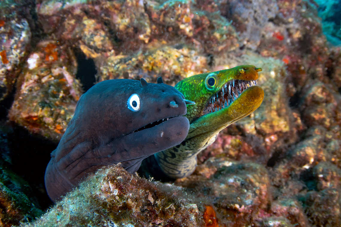 Black Moray Eel and Fangtooth Moray Eel