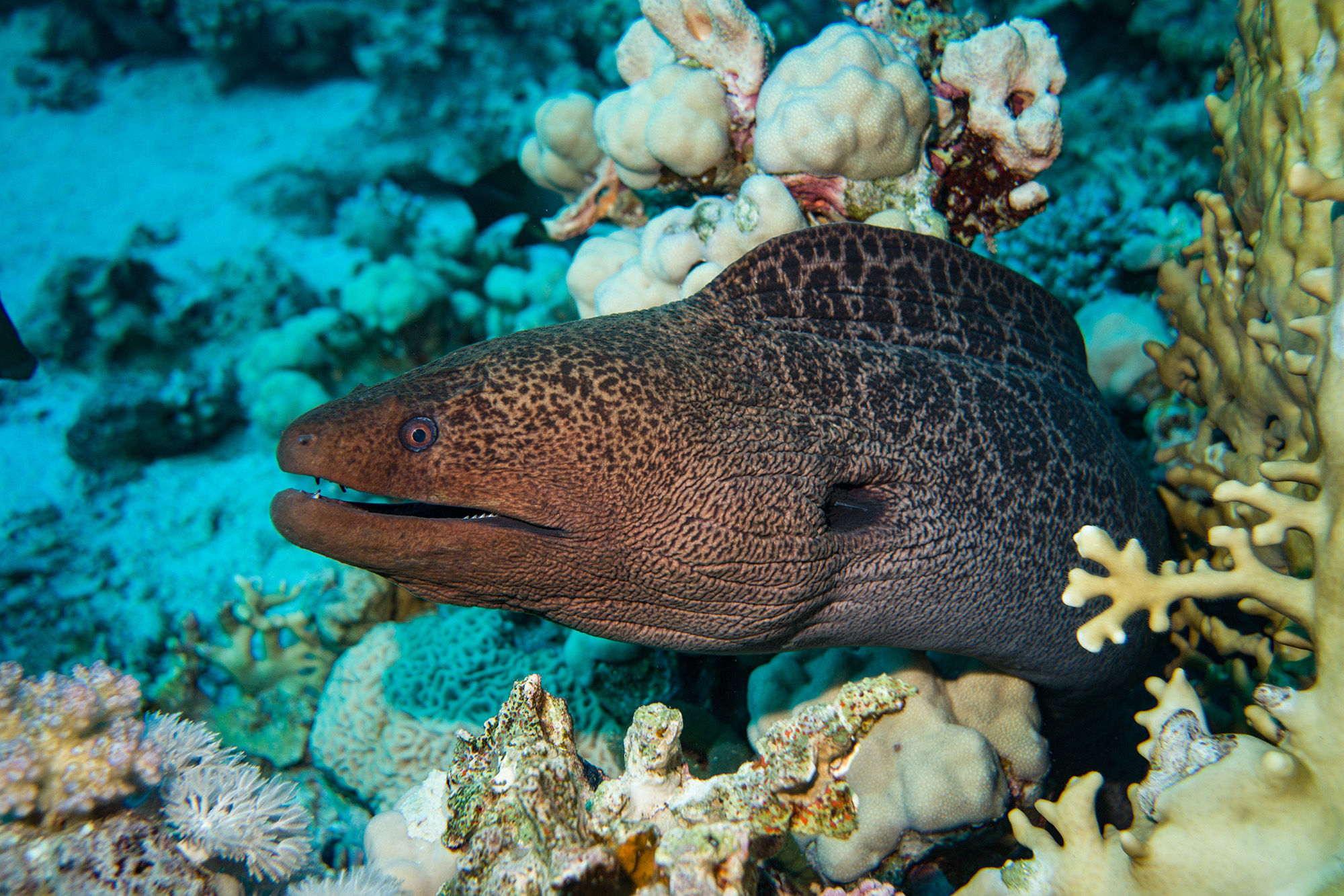 Giant Moray Eel