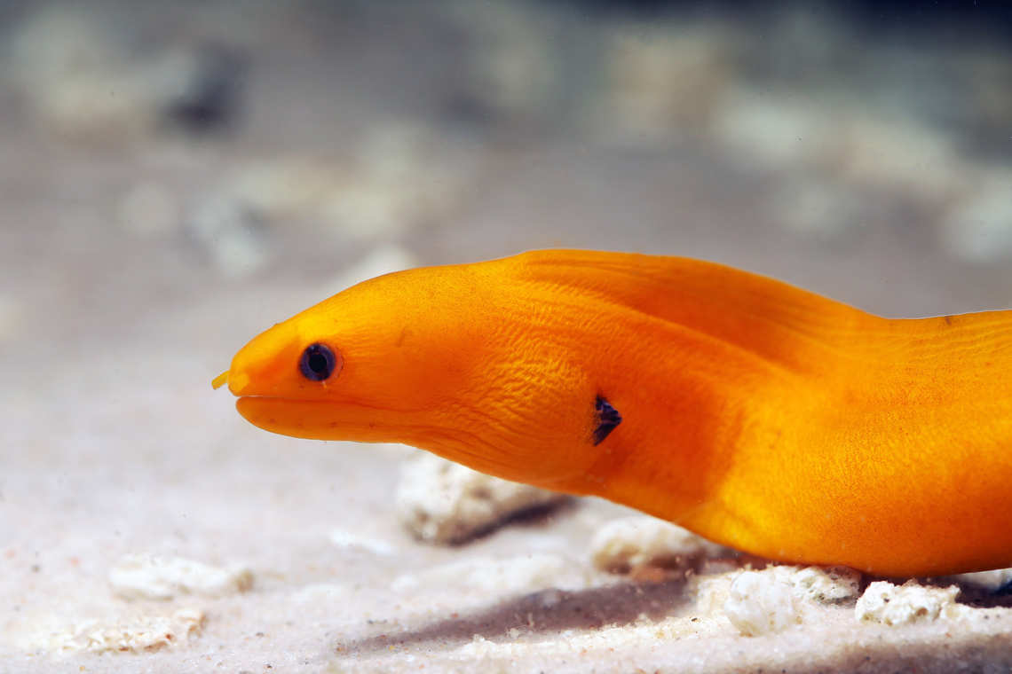 Golden Dwarf Moray Eel 