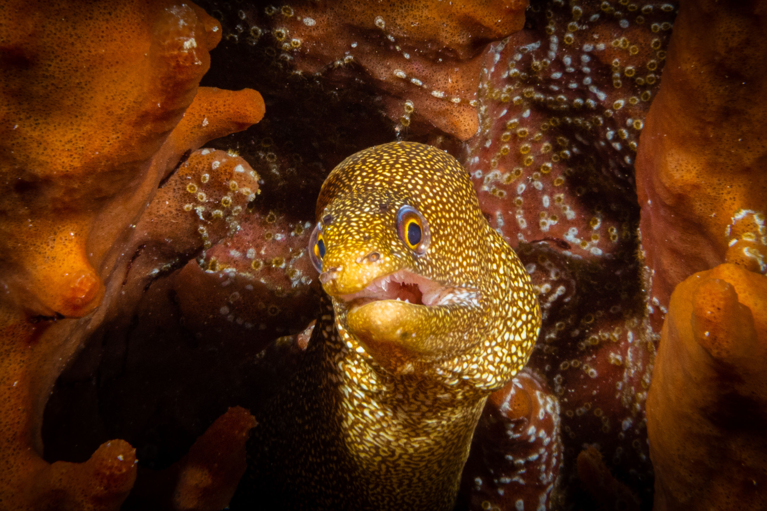 Goldentail Moray Eel
